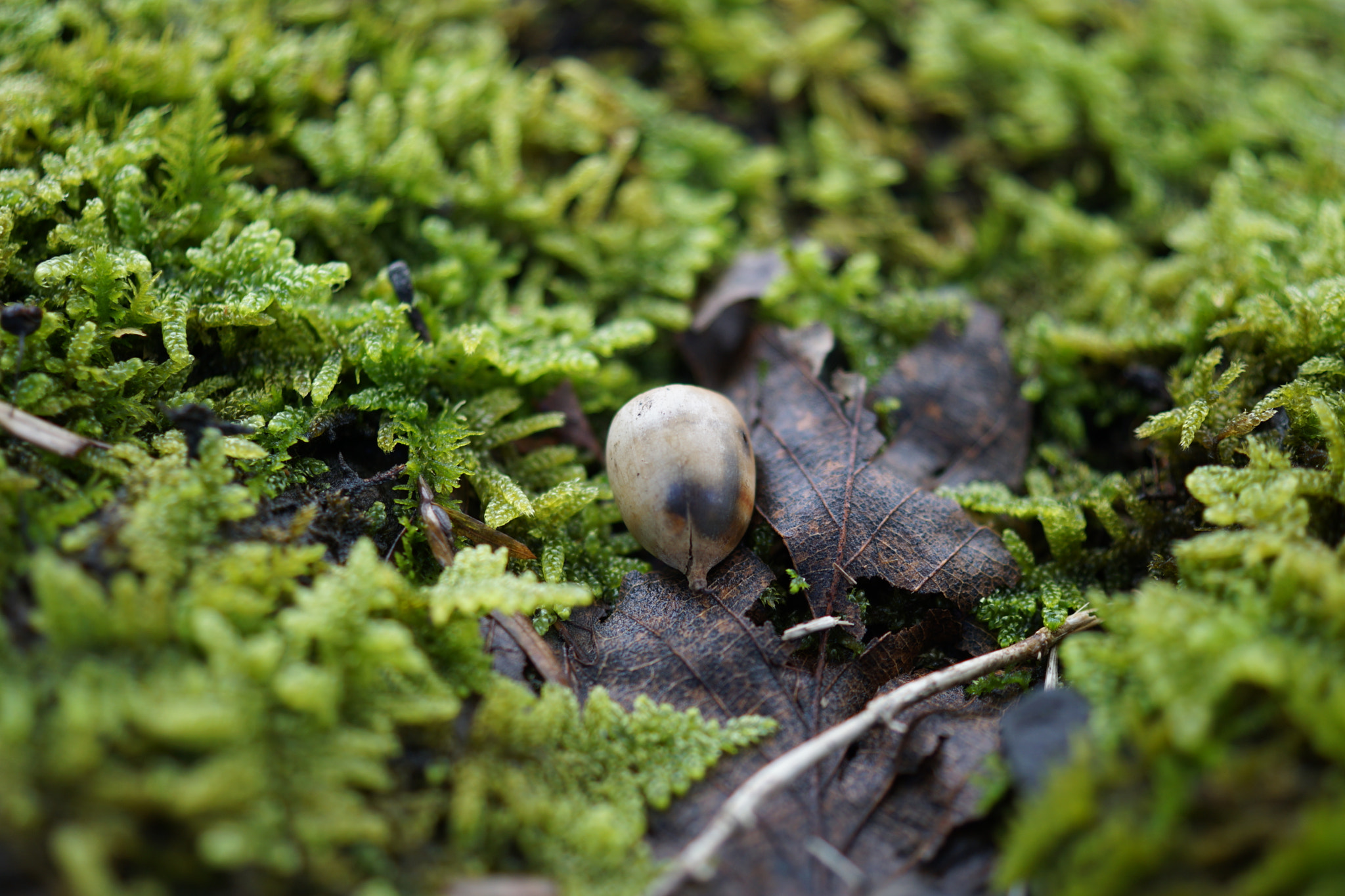 Sony DT 30mm F2.8 Macro SAM sample photo. Konomi photography