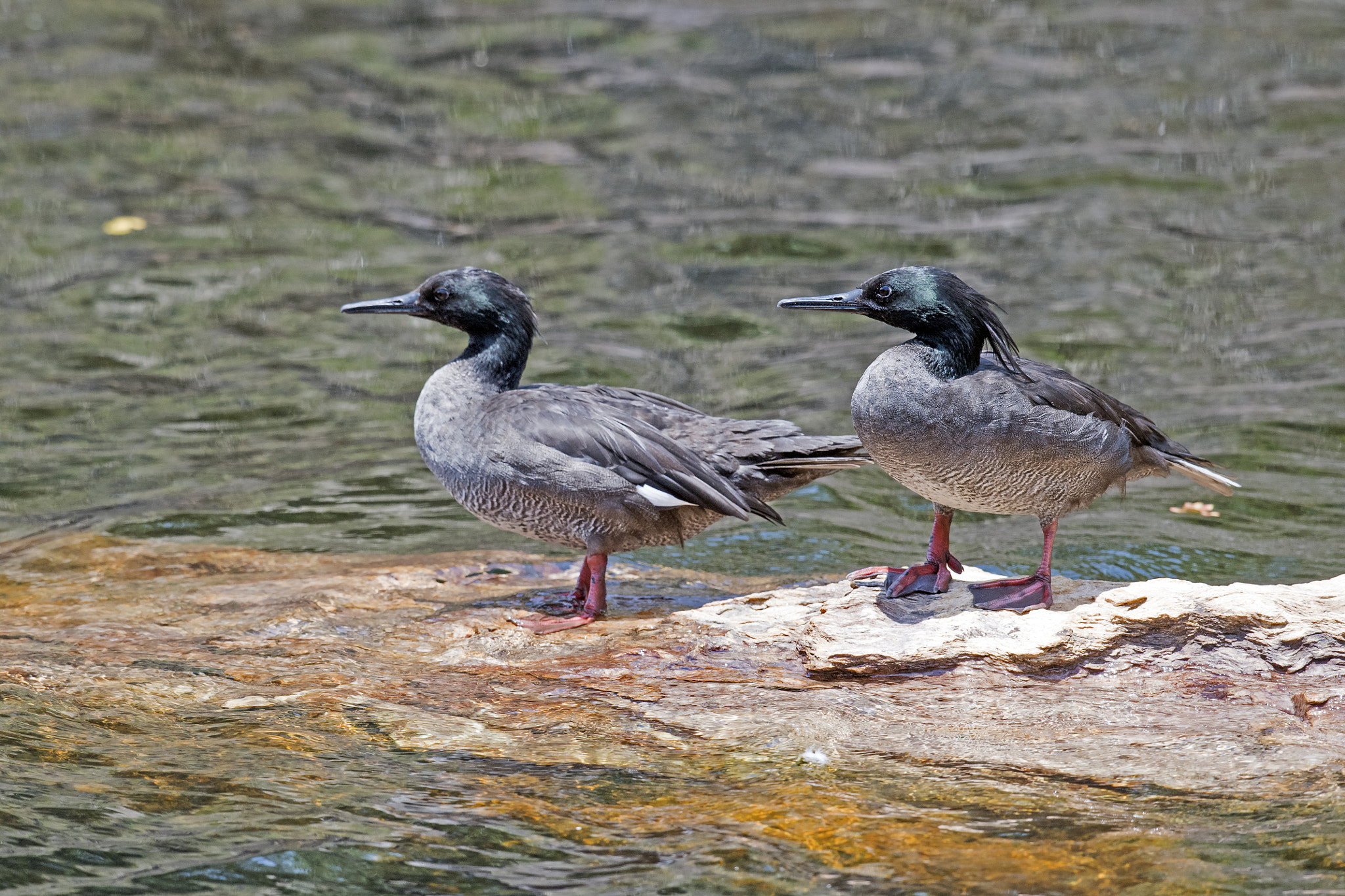 Nikon AF-S Nikkor 800mm F5.6E FL ED VR sample photo. Brazilian merganser photography