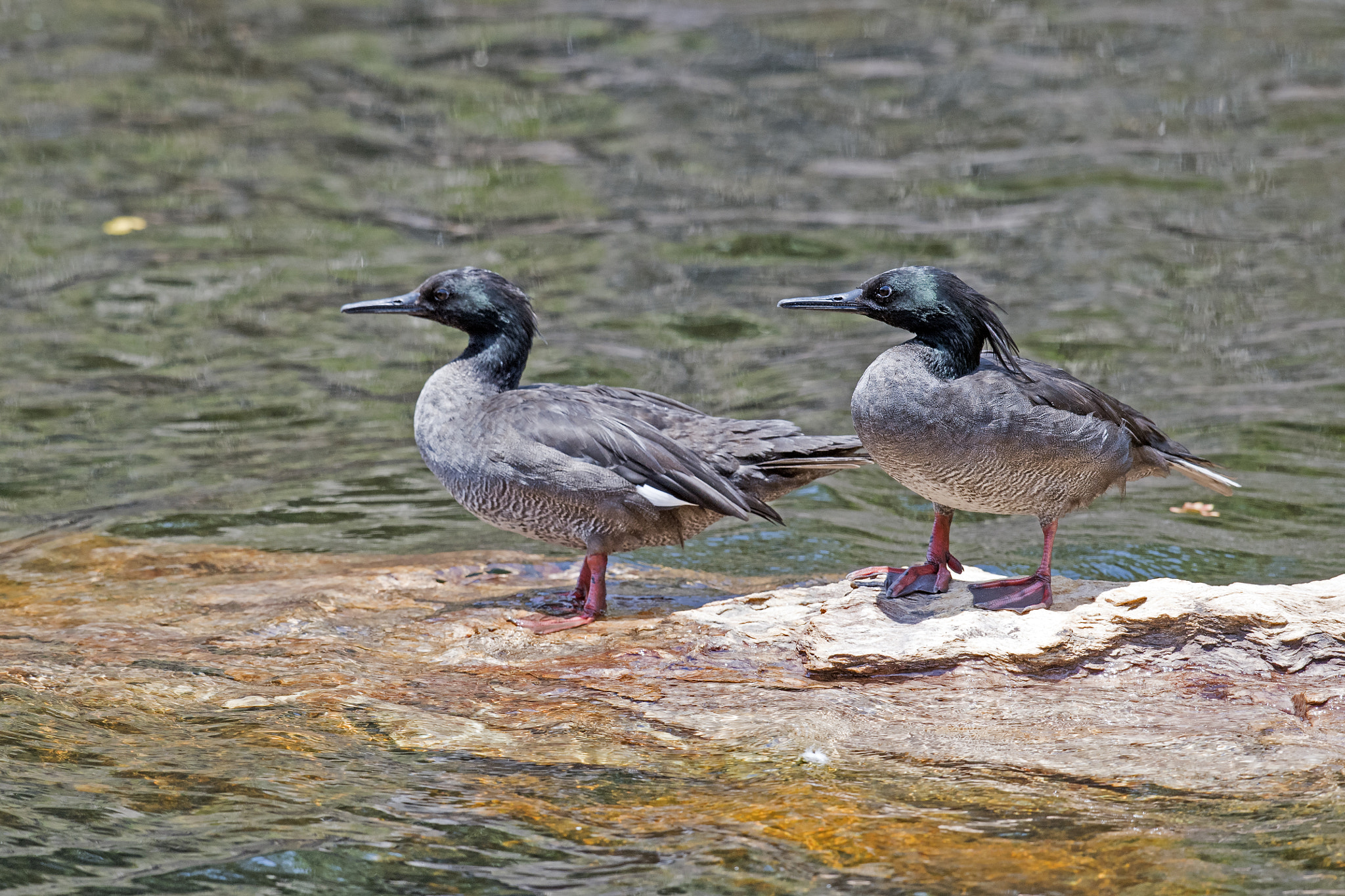 Nikon D5 sample photo. Brazilian merganser photography