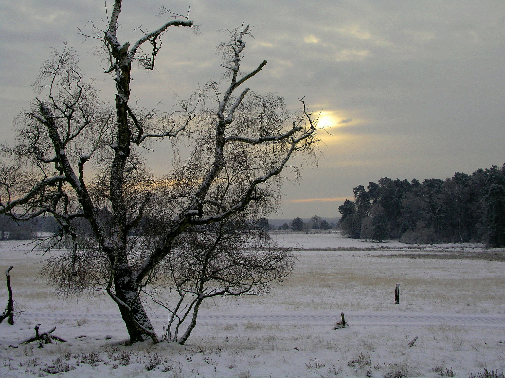 Olympus C5050Z sample photo. Lüneburger heide germany photography