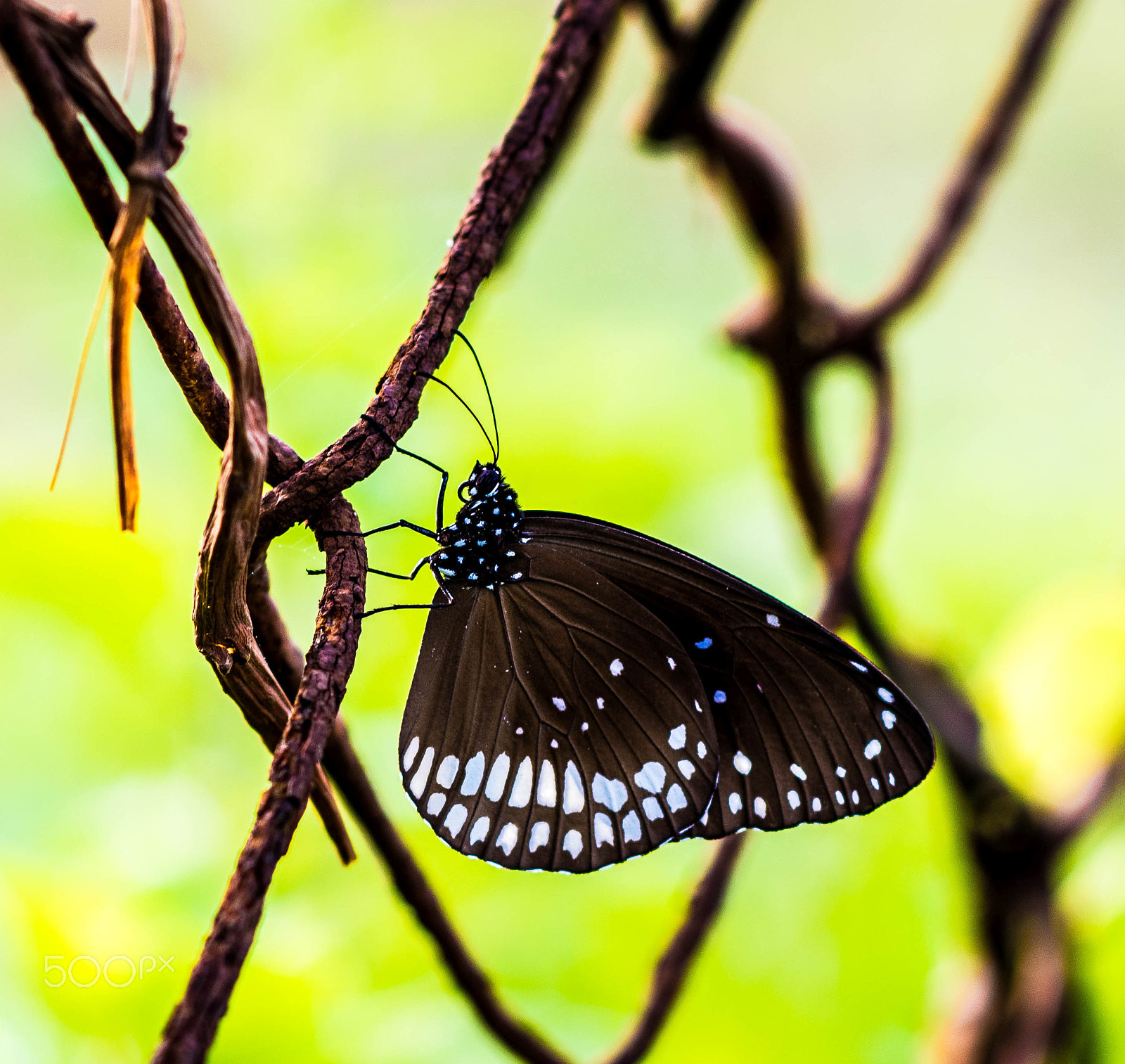 Nikon D5500 + Nikon AF-S Nikkor 85mm F1.8G sample photo. Butterfly photography