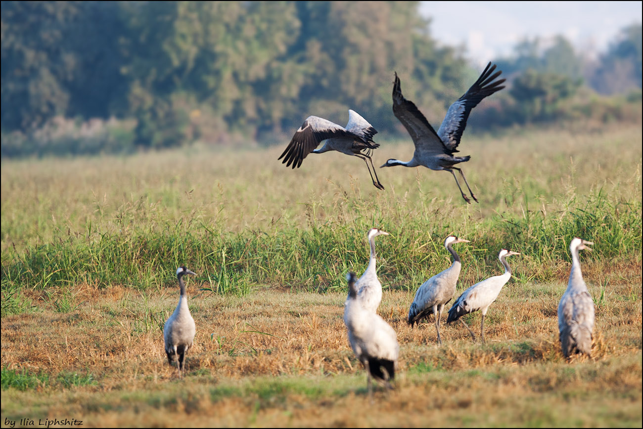 Canon EF 300mm F2.8L IS USM sample photo. Morning cranes №21 photography