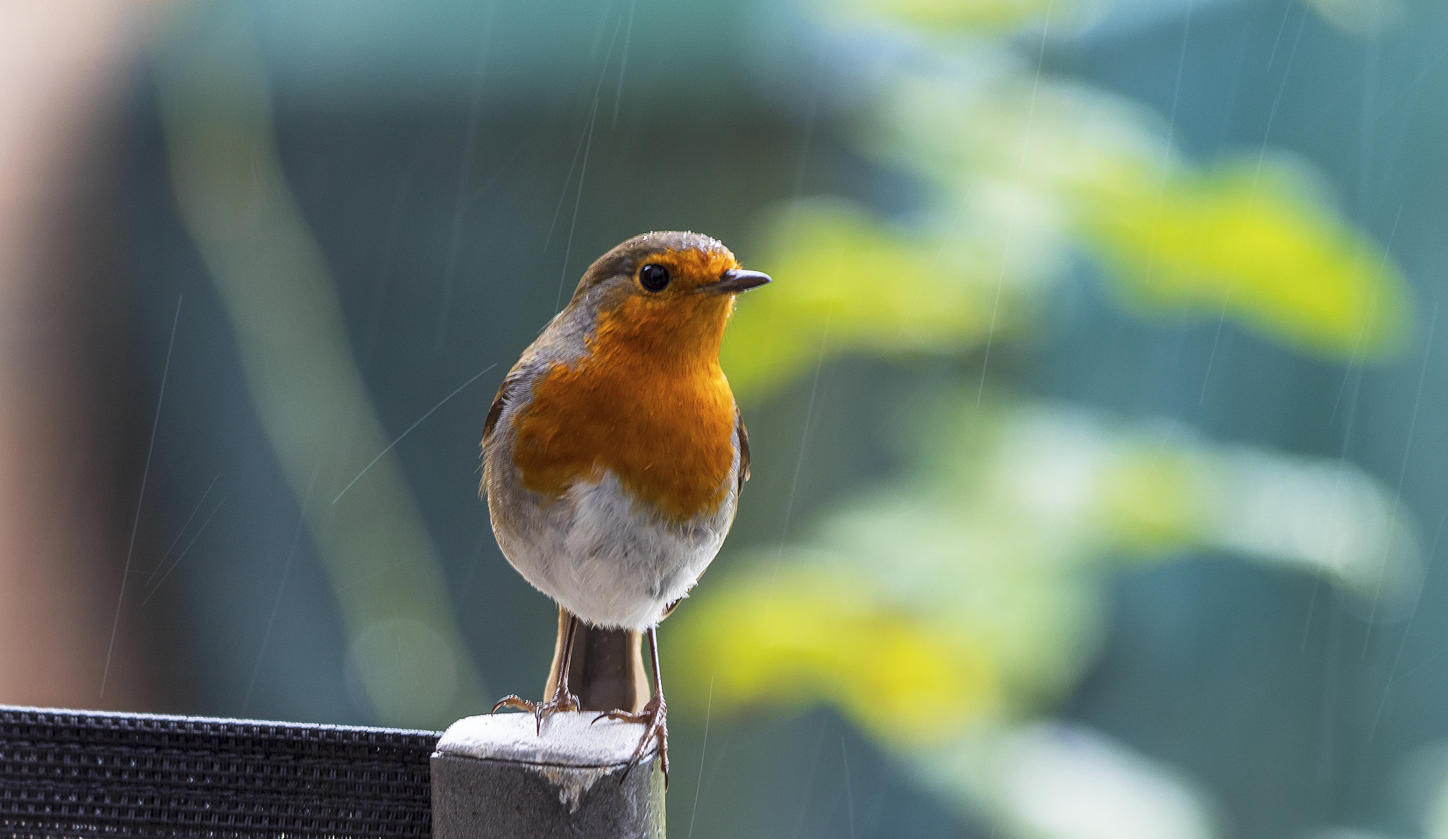 Canon EF 70-300mm F4-5.6 IS USM sample photo. Why does it always rain on me photography