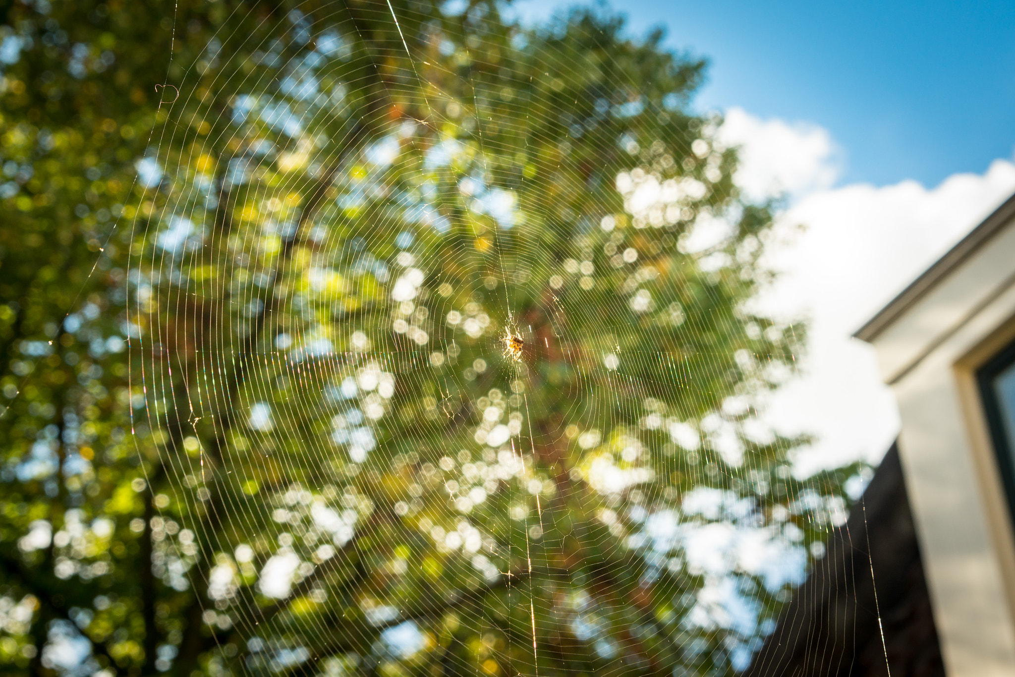 Sony SLT-A77 + Tamron SP 24-70mm F2.8 Di VC USD sample photo. Spider web on the balcony photography
