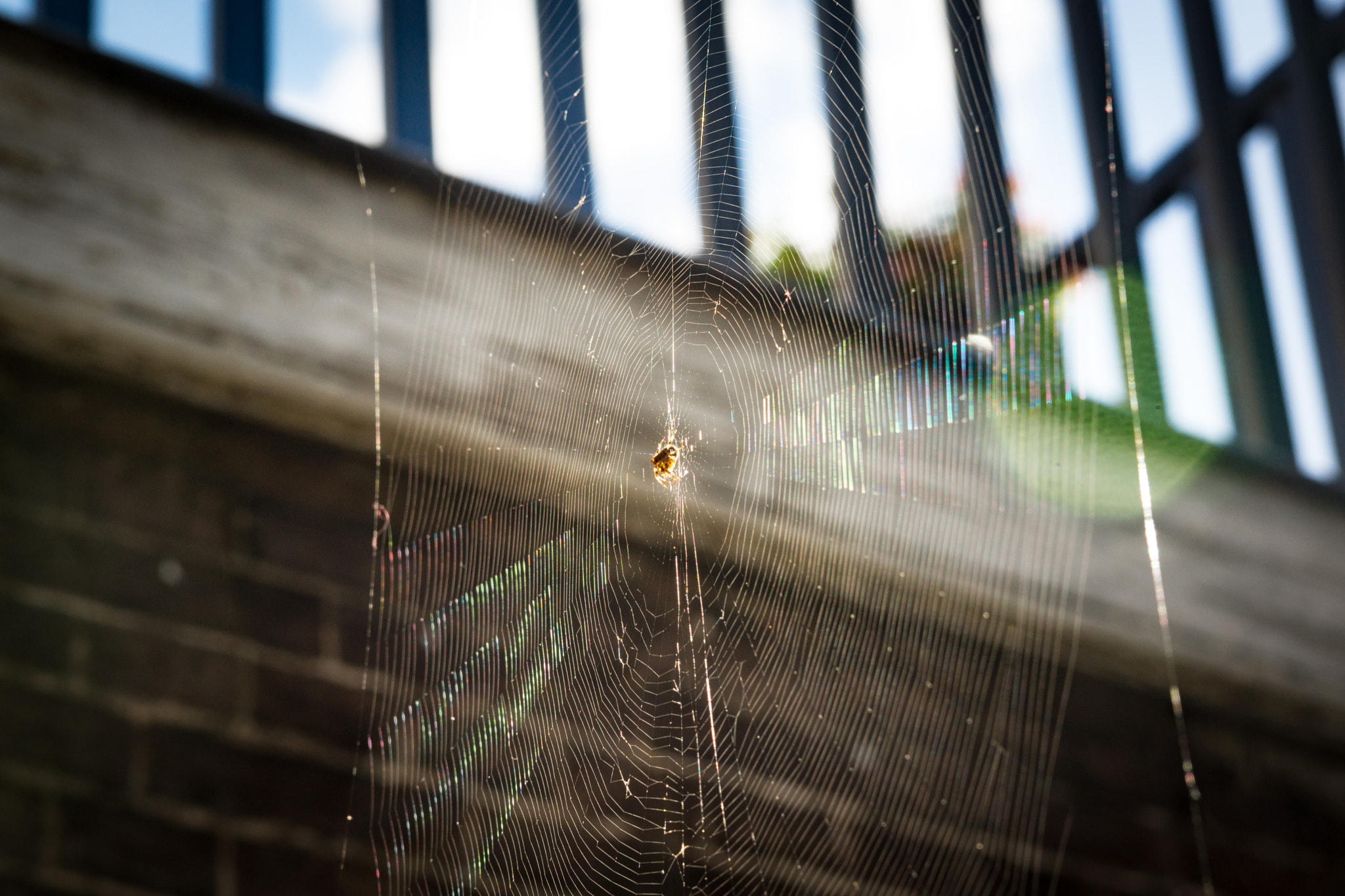 Sony SLT-A77 sample photo. Spider web on the balcony photography