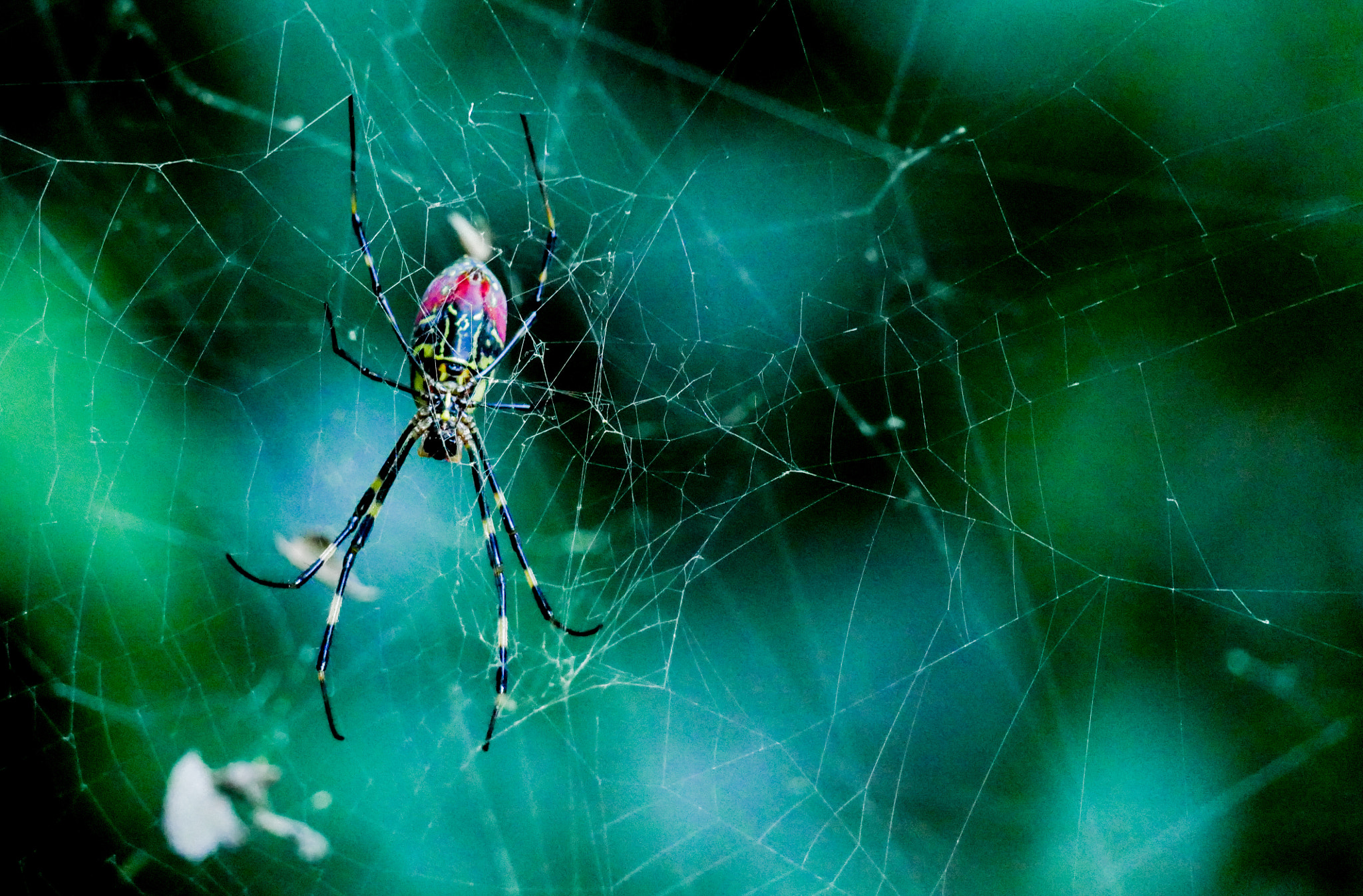 Panasonic Lumix DMC-GX85 (Lumix DMC-GX80 / Lumix DMC-GX7 Mark II) sample photo. Japanese spider photography