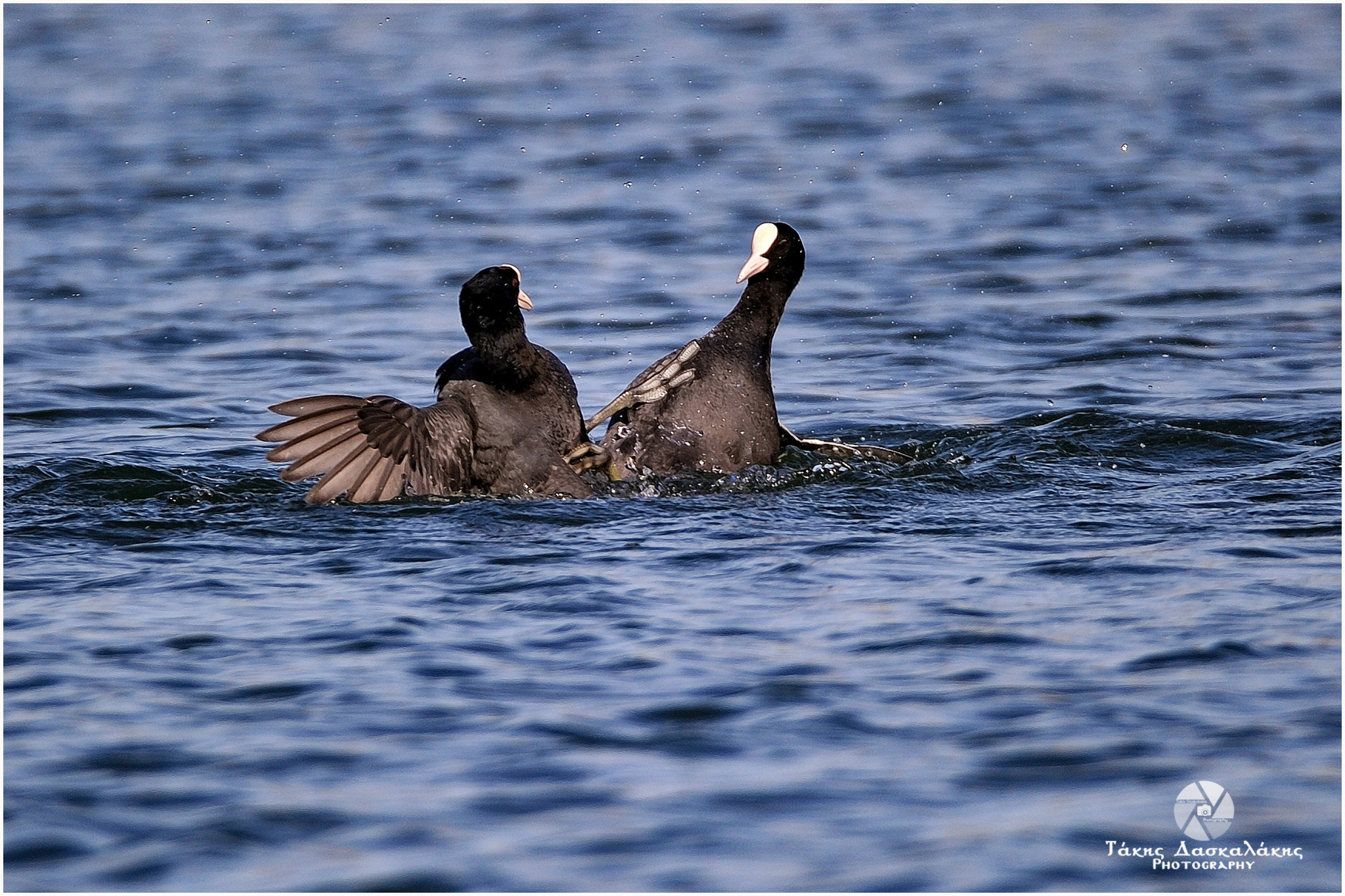 Sigma 150-600mm F5-6.3 DG OS HSM | S sample photo. Tds photography