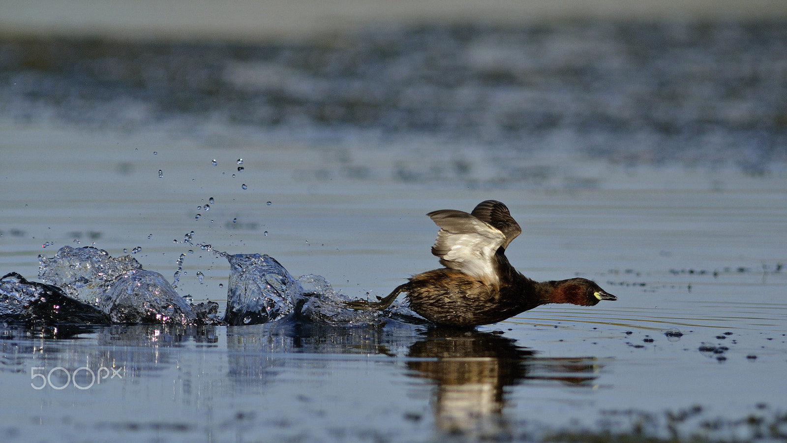 Sigma 300mm F2.8 APO EX DG HSM sample photo. Run grebe, run! photography