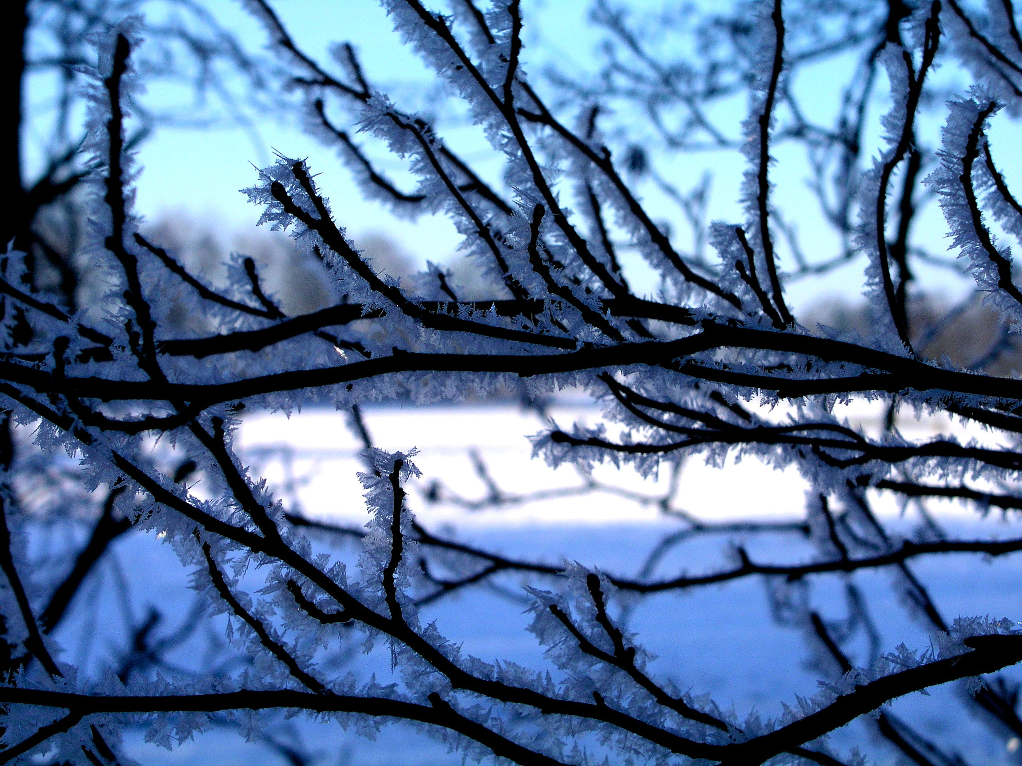 Olympus C5050Z sample photo