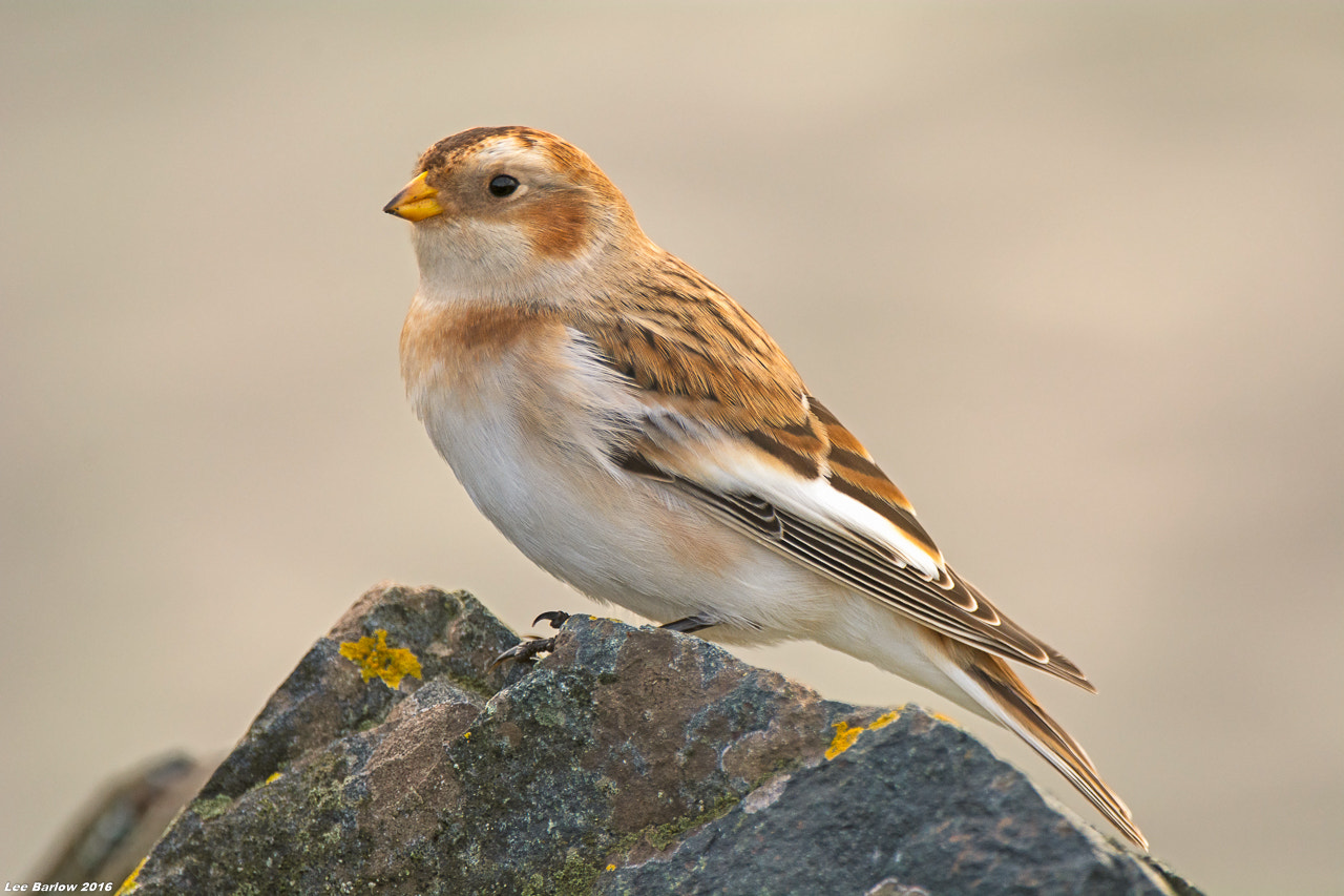 Nikon AF-S Nikkor 200-400mm F4G ED-IF VR sample photo. Snow bunting photography