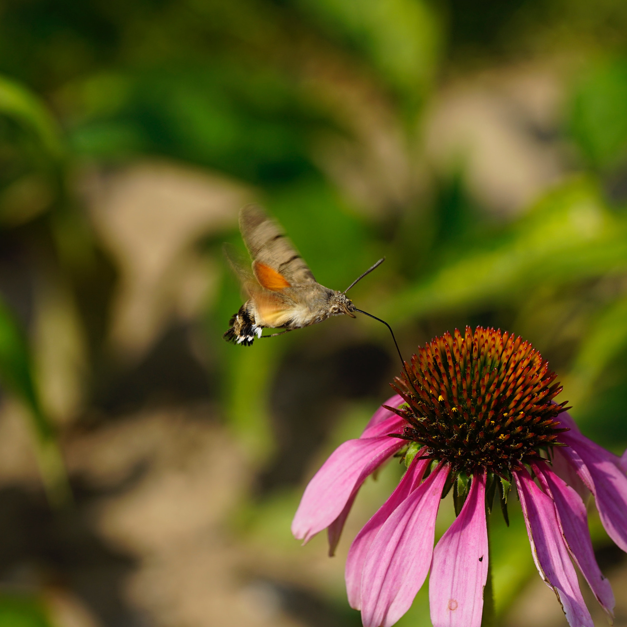 Sony a7 II sample photo. 吸食 photography