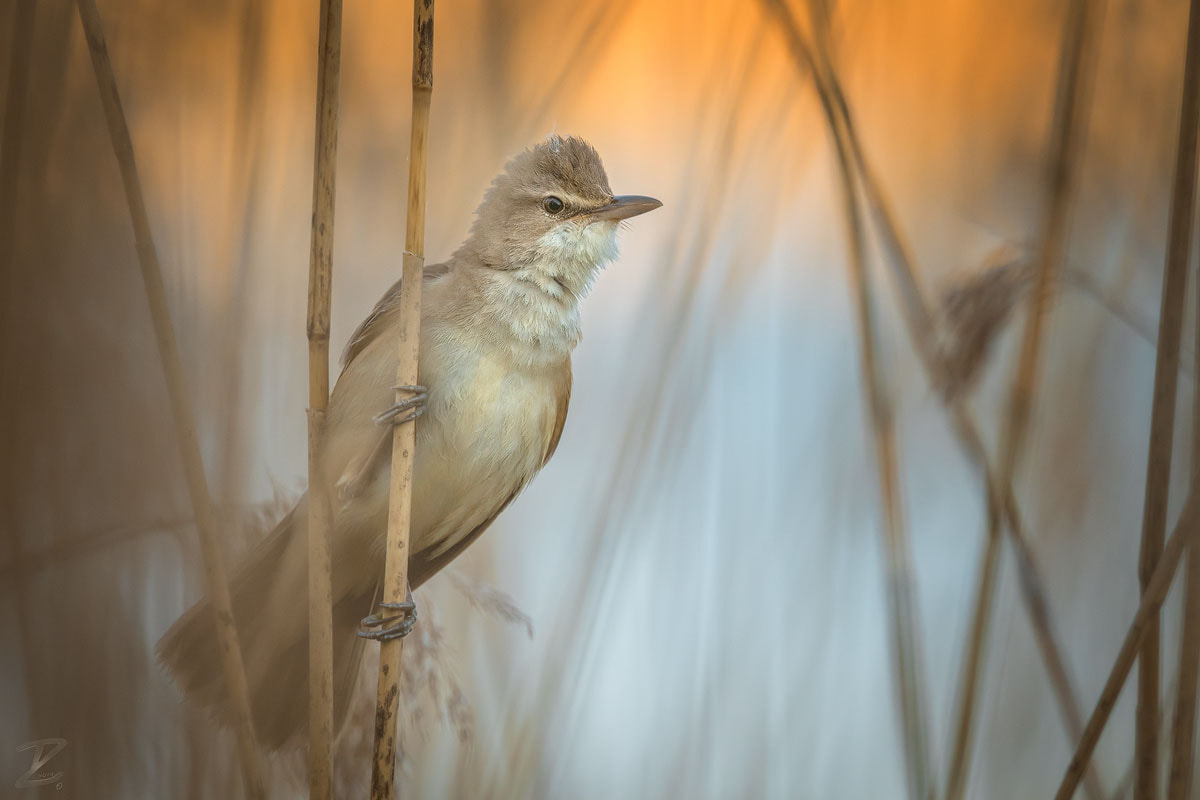 Canon EF 400mm F4 DO IS II USM sample photo. Drosselrohrsänger - great reed warbler photography