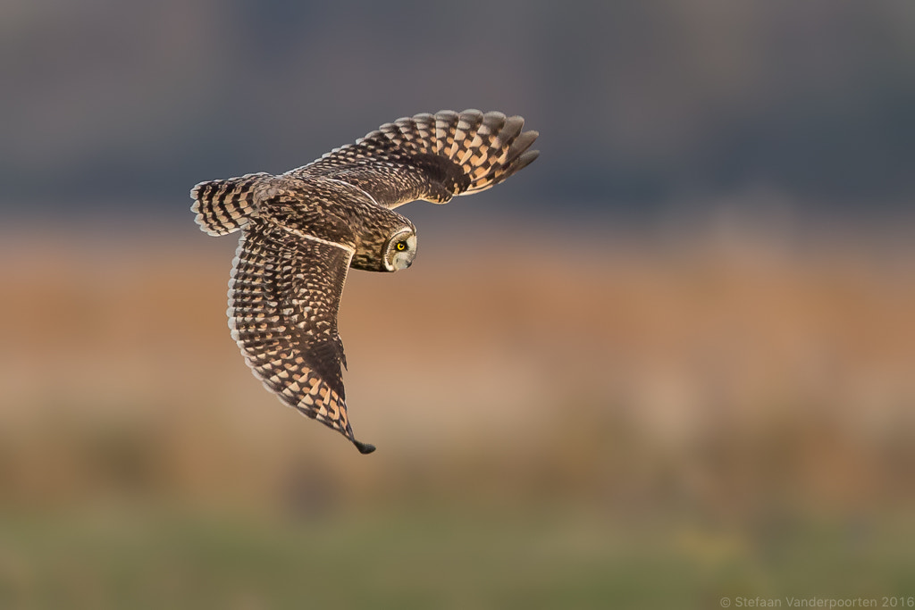 Canon EOS-1D X + Canon EF 600mm F4L IS II USM sample photo. Short-eared owl photography