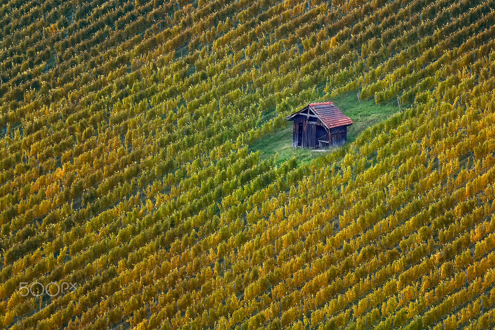 Nikon AF-S Nikkor 24-120mm F4G ED VR sample photo. The hut in the vineyard photography