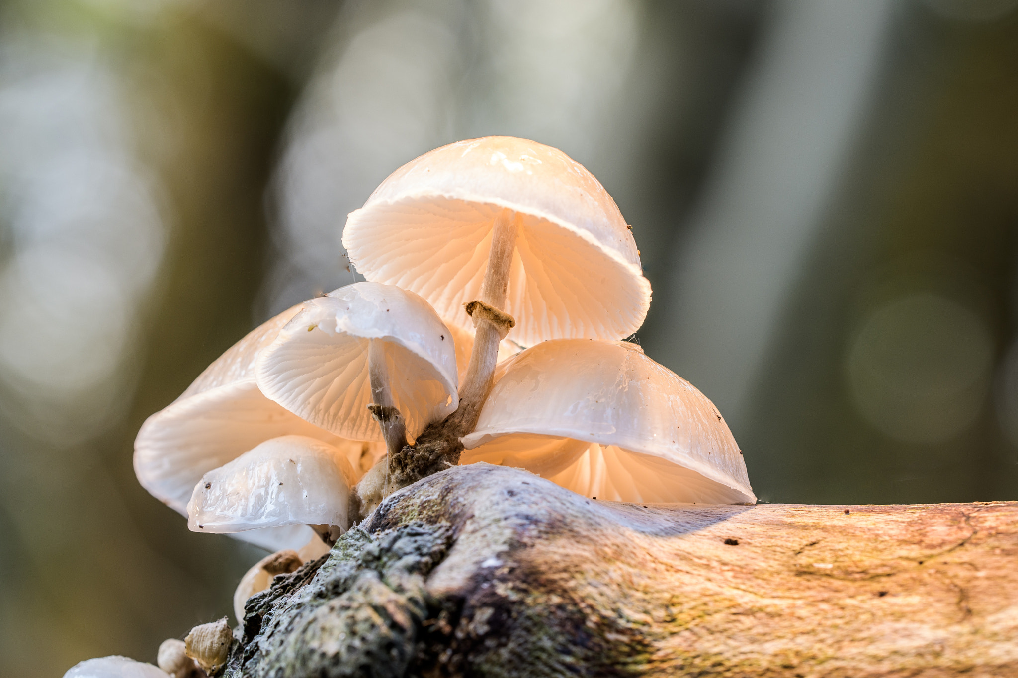 Sigma 150mm F2.8 EX DG OS Macro HSM sample photo. Lampion photography