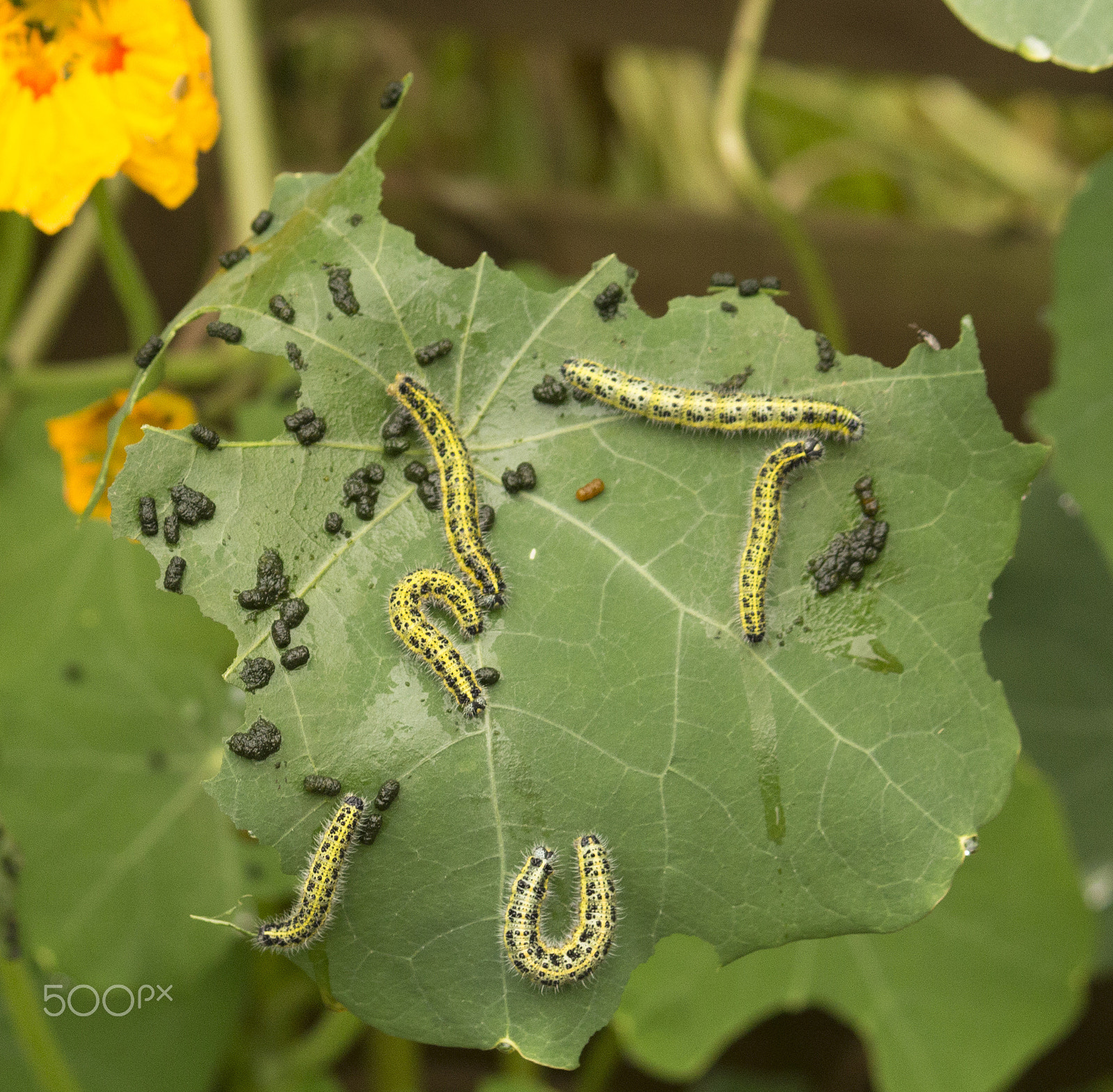 Canon EF-S 55-250mm F4-5.6 IS sample photo. Caterpillars photography