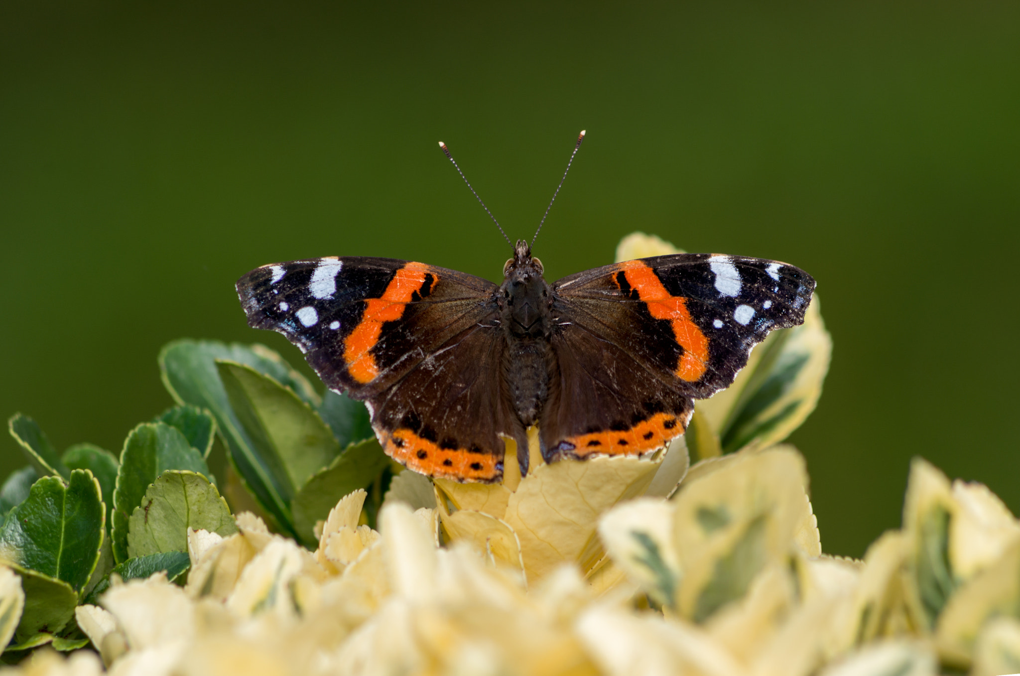 Pentax K-30 + HD Pentax DA 55-300mm F4.0-5.8 ED WR sample photo. Butterfly ii photography