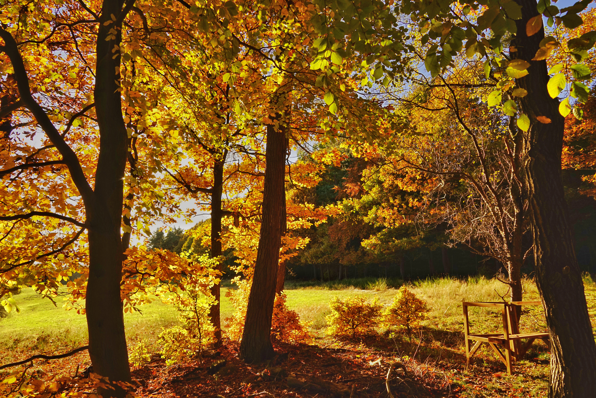 Sony a7R + Sony Vario Tessar T* FE 24-70mm F4 ZA OSS sample photo. Autumn scene photography