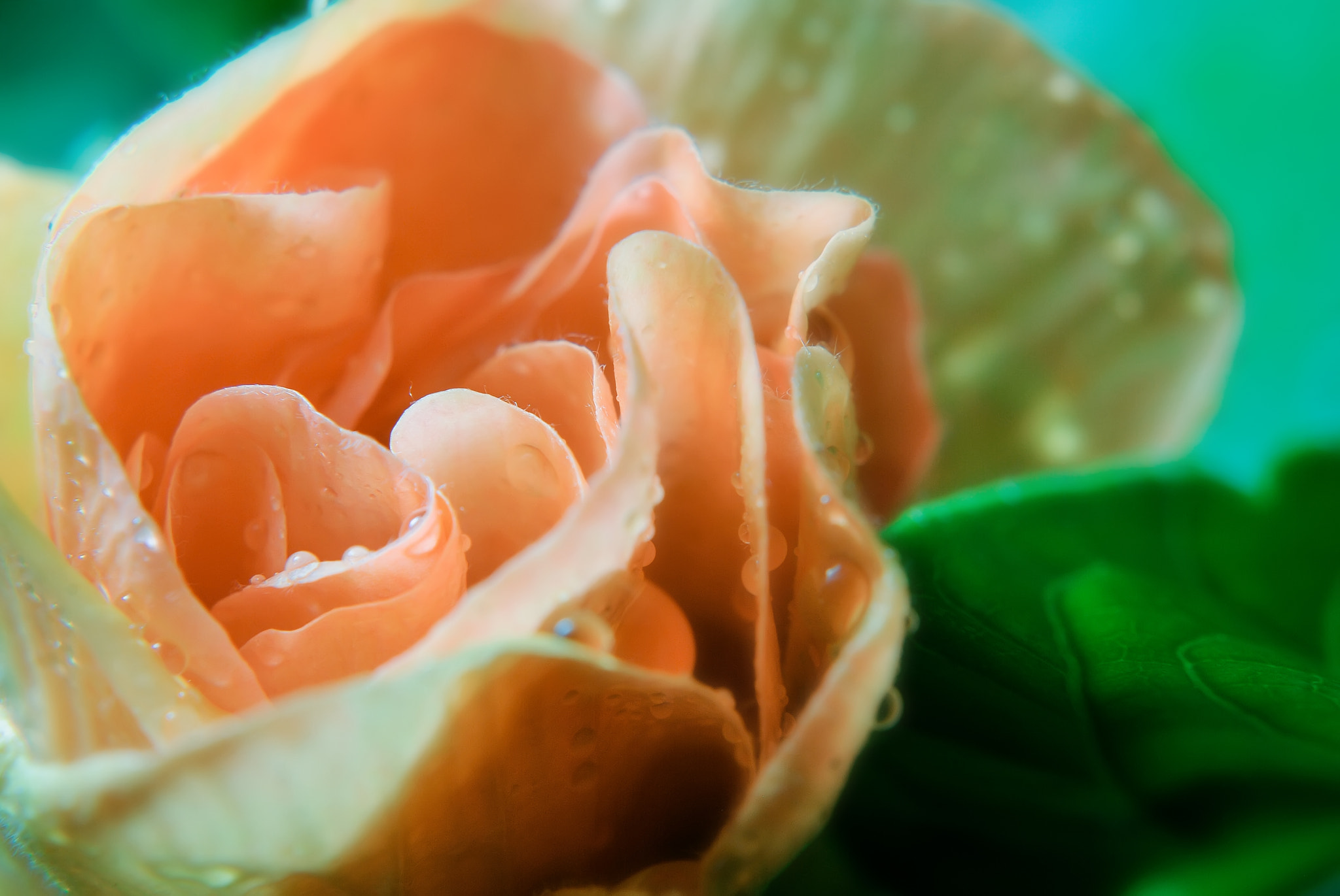 Nikon D60 + Nikon AF-S Nikkor 50mm F1.8G sample photo. Hibiscus rosa-sinensis photography
