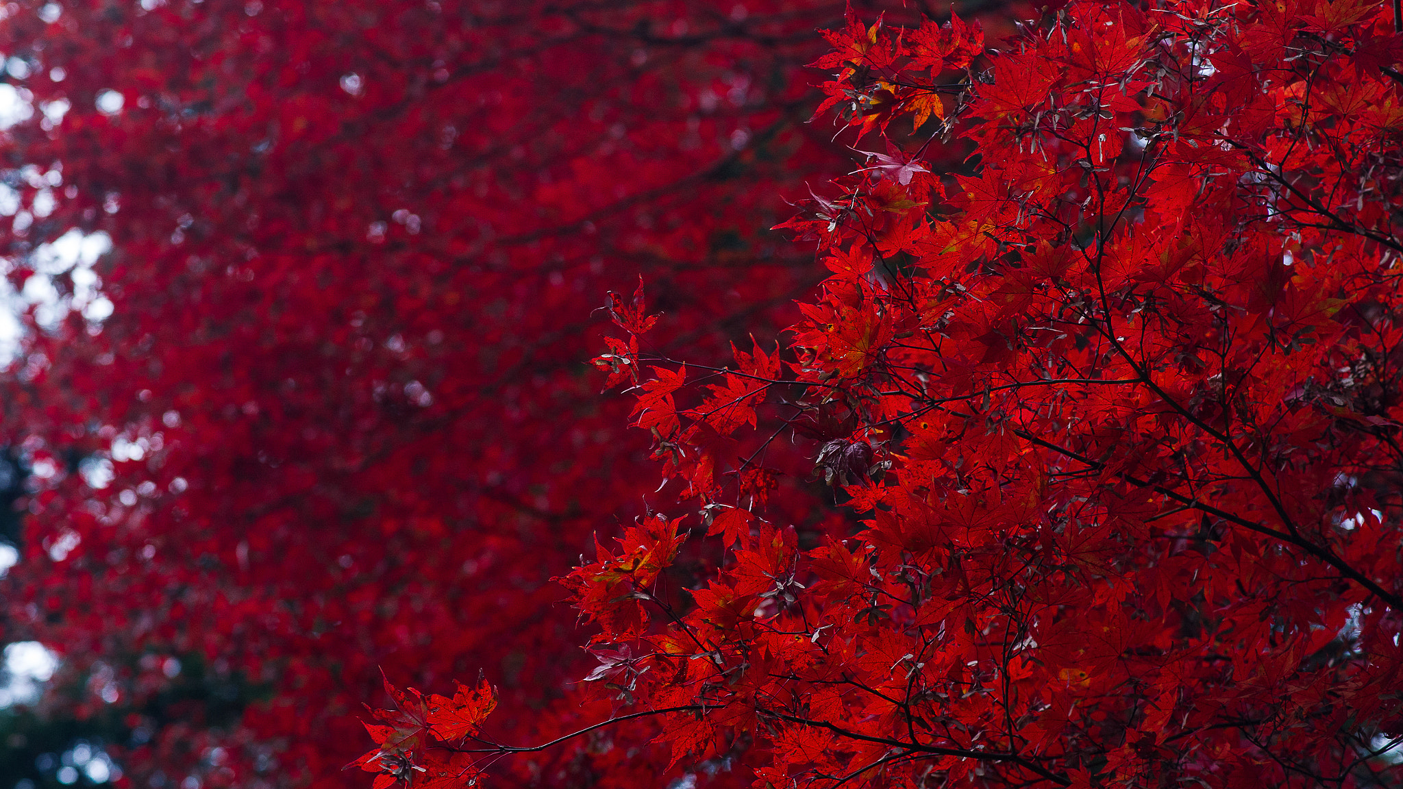 Nikon D3S + Nikon AF-S Nikkor 85mm F1.8G sample photo. Momiji photography