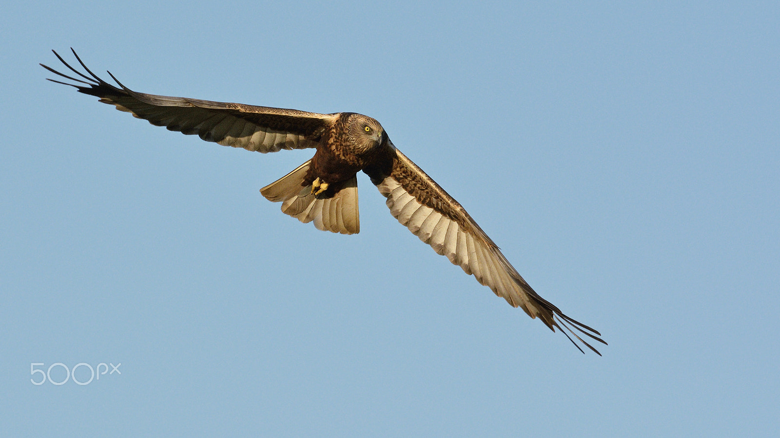 Nikon D7100 + Nikon AF-S Nikkor 500mm F4G ED VR sample photo. Penetrating eyes photography