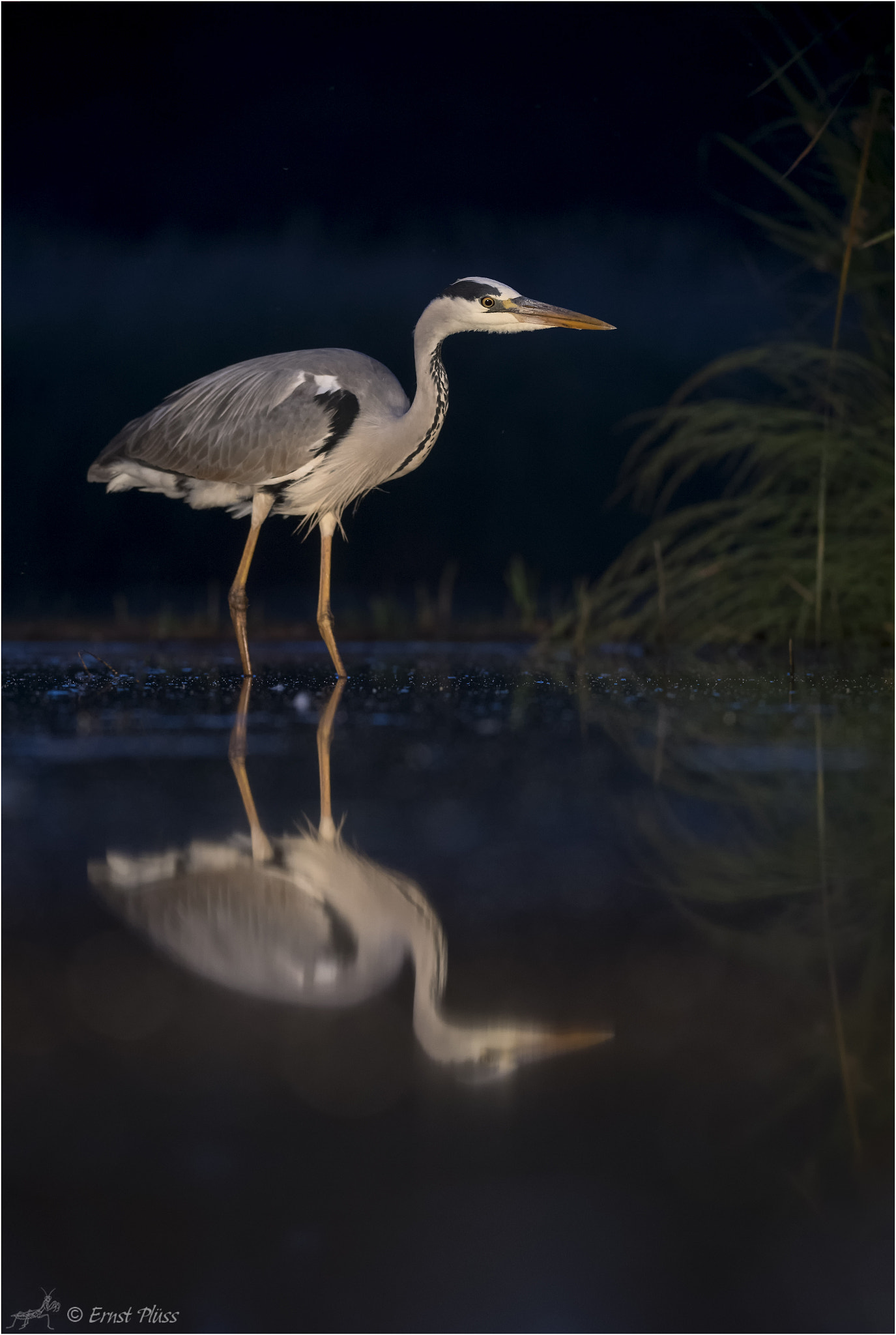 Nikon D5 sample photo. Grey heron - blue hour hunting photography