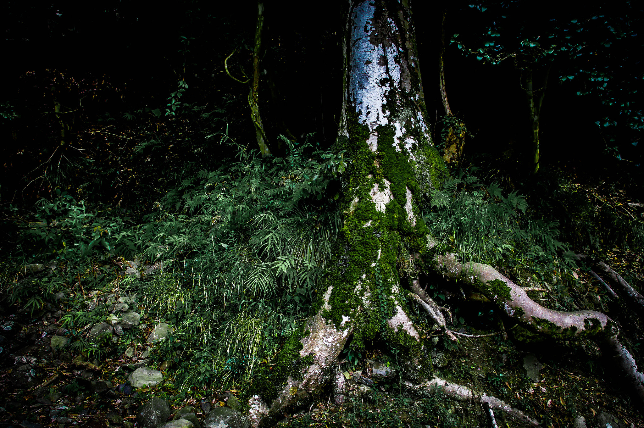 Pentax K20D sample photo. Root of a tree photography