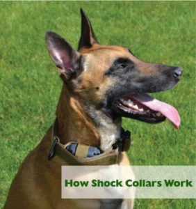 Shock collar for dogs