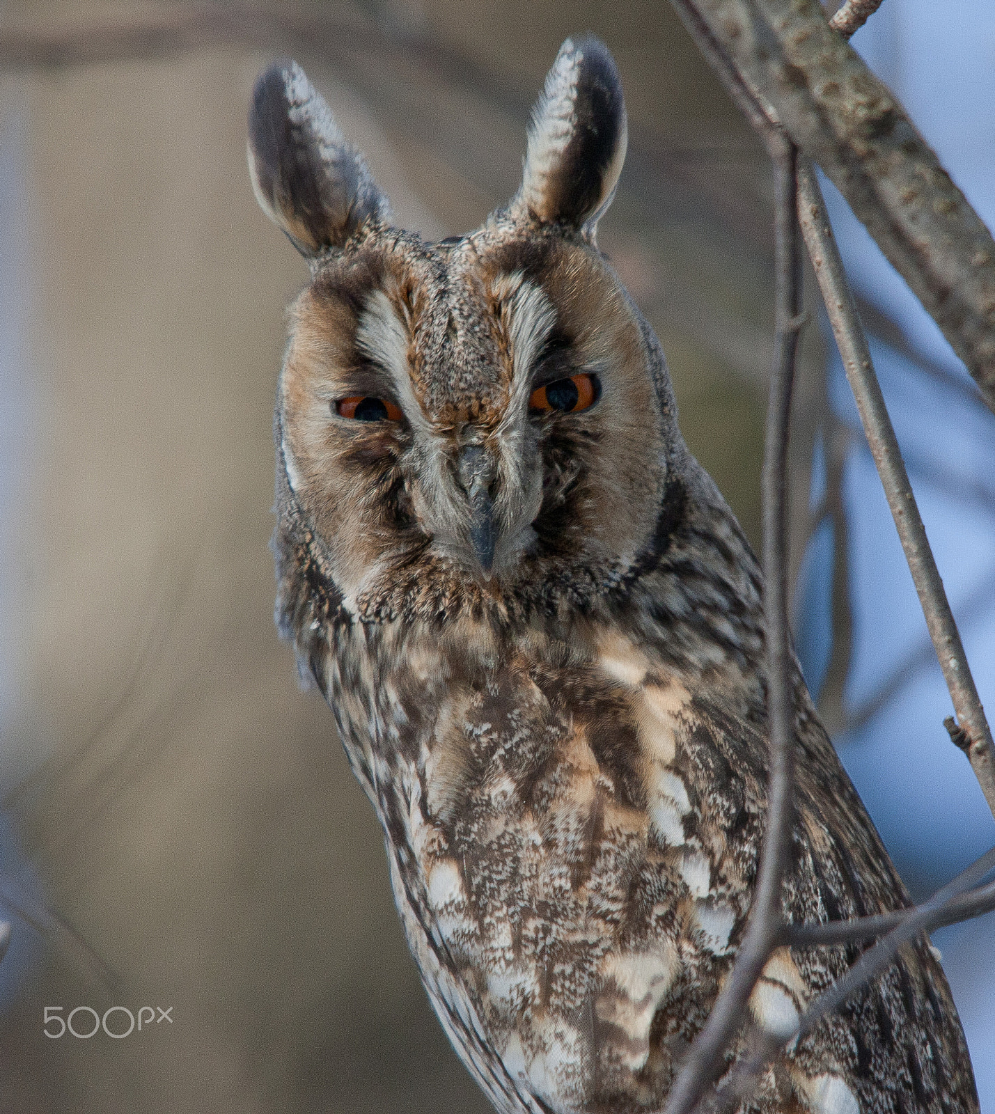 Sigma 150-500mm F5-6.3 DG OS HSM sample photo. Ушастая сова,  asio otus photography