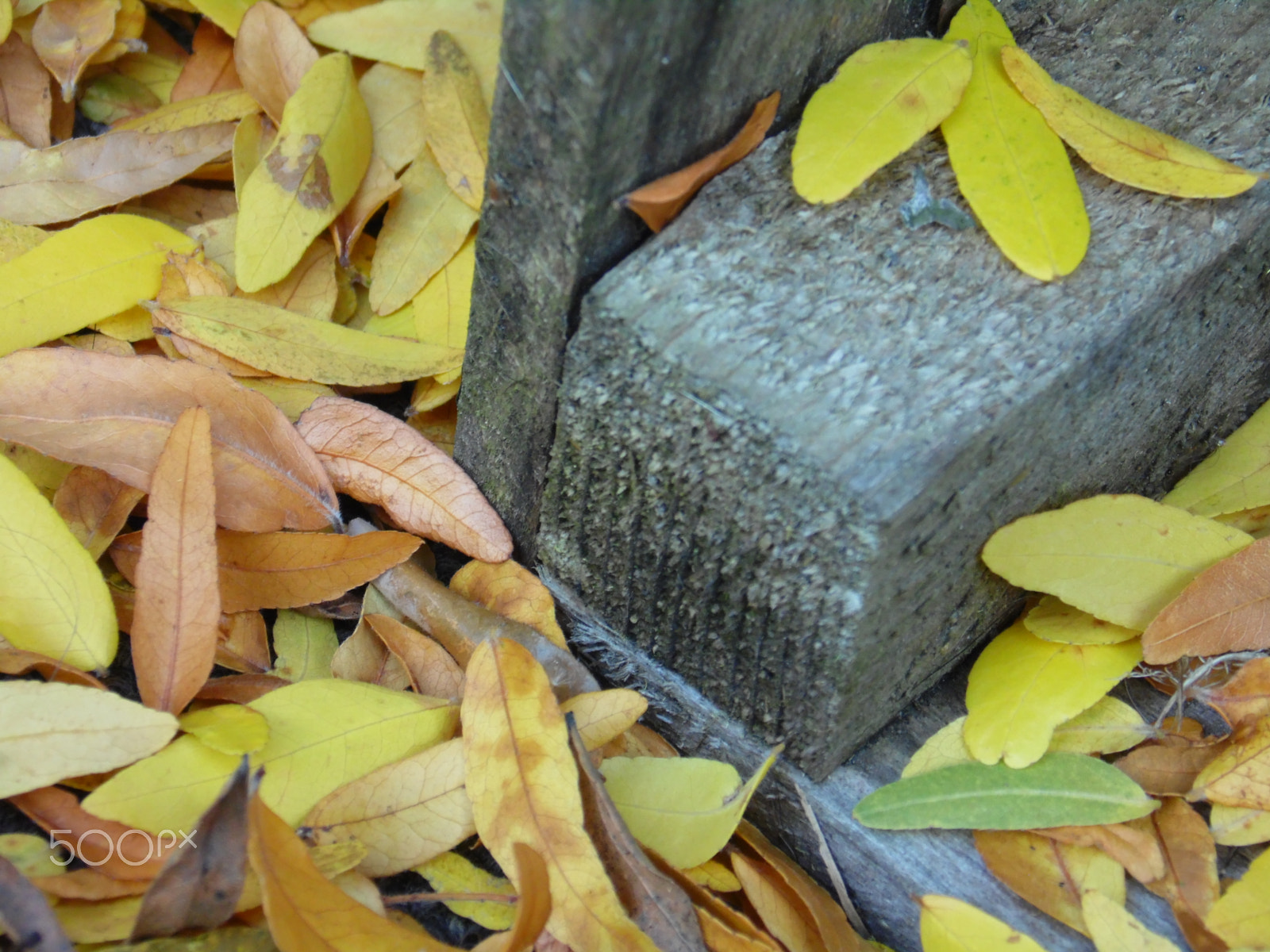 Samsung WB110/  WB111 sample photo. Leaves of yellow photography