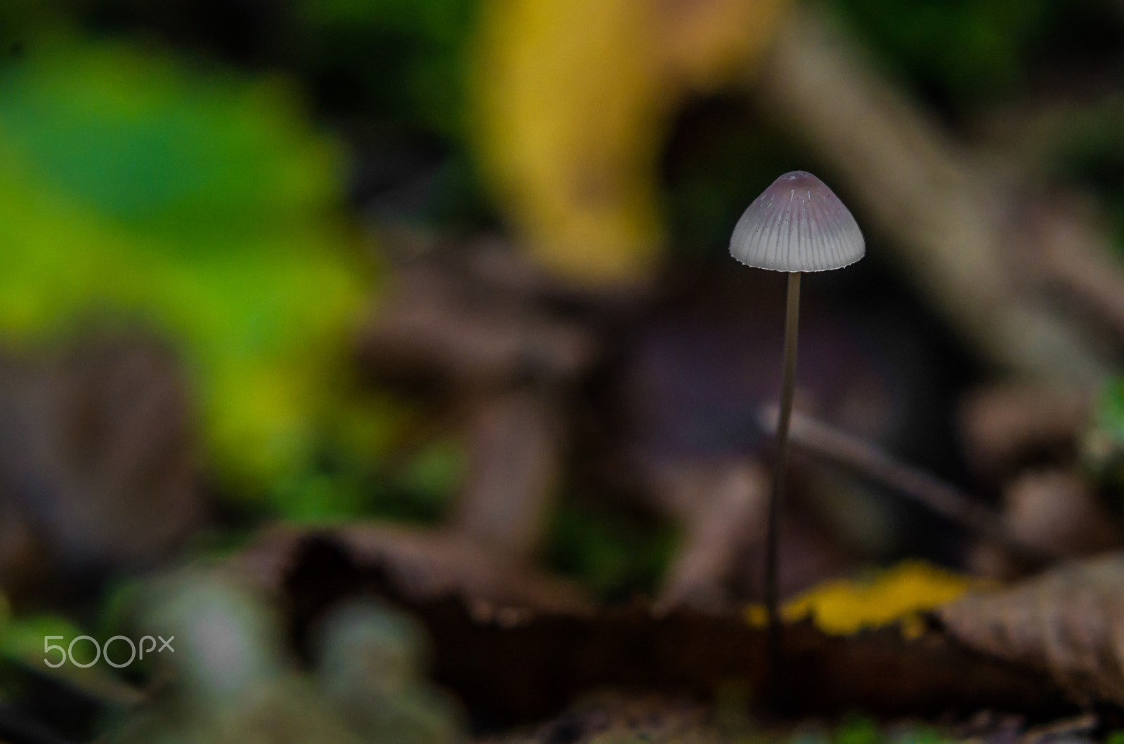 Pentax K-50 + Tamron AF 70-300mm F4-5.6 Di LD Macro sample photo. A little mushroom  photography