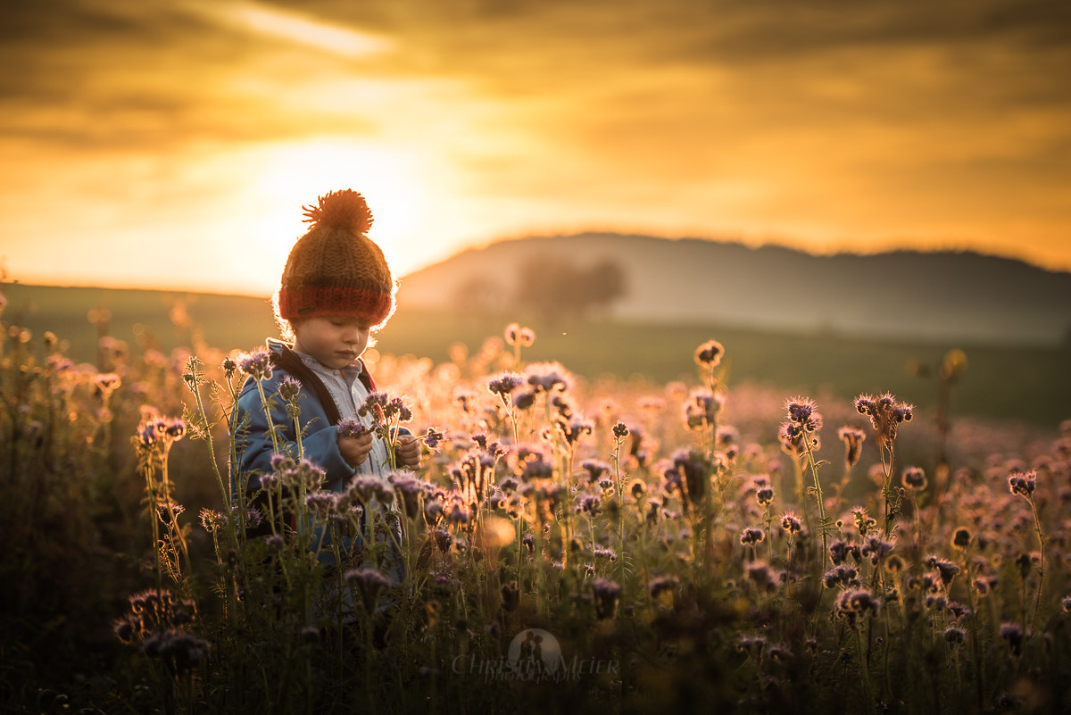 Pentax D FA* 70-200mm F2.8ED DC AW sample photo. Phacelia photography