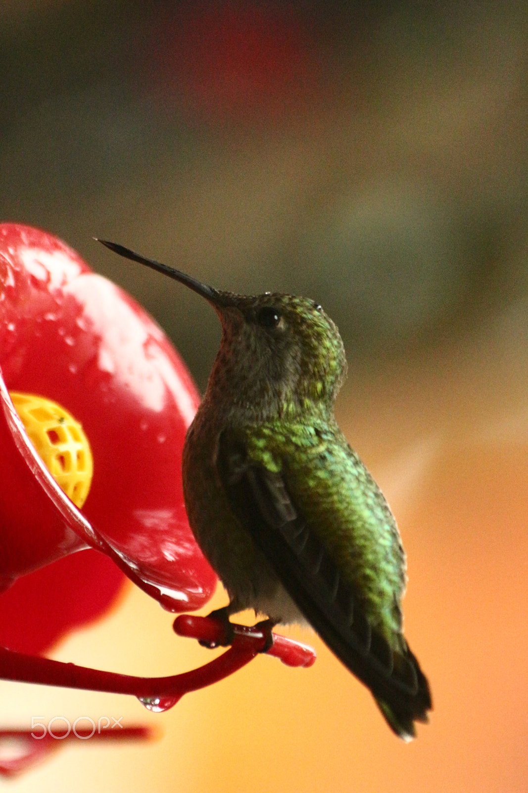 Canon EF 70-300mm F4-5.6 IS USM sample photo. A rest before feeding photography