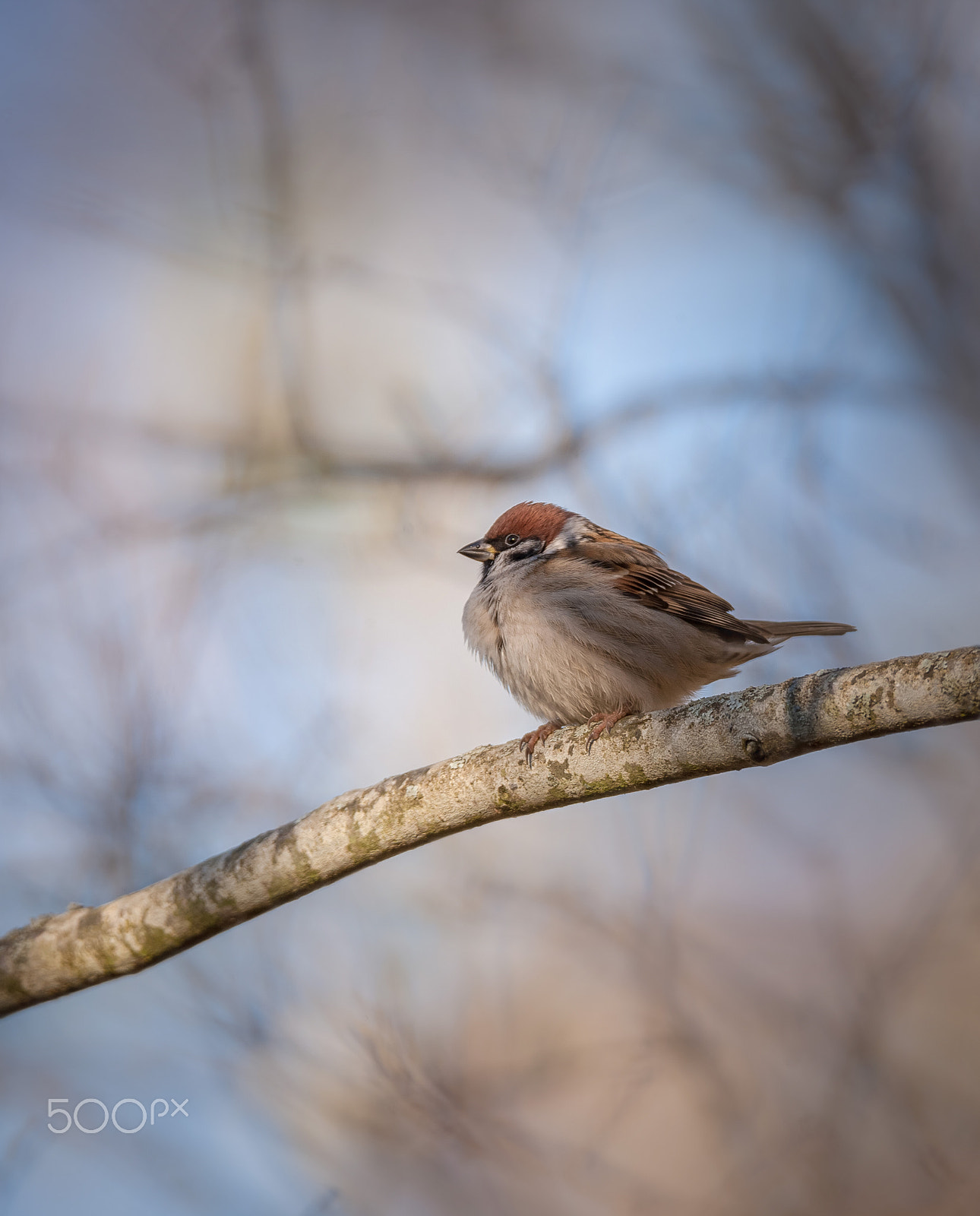 Canon EOS-1Ds Mark II sample photo. Eurasian tree sparrow photography