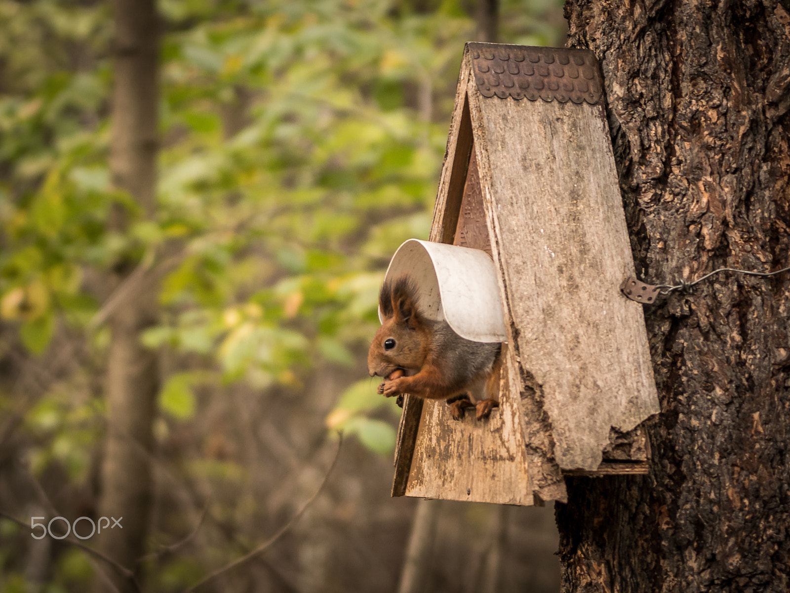 Sigma 70-200mm F2.8 EX DG OS HSM sample photo. Nut story photography