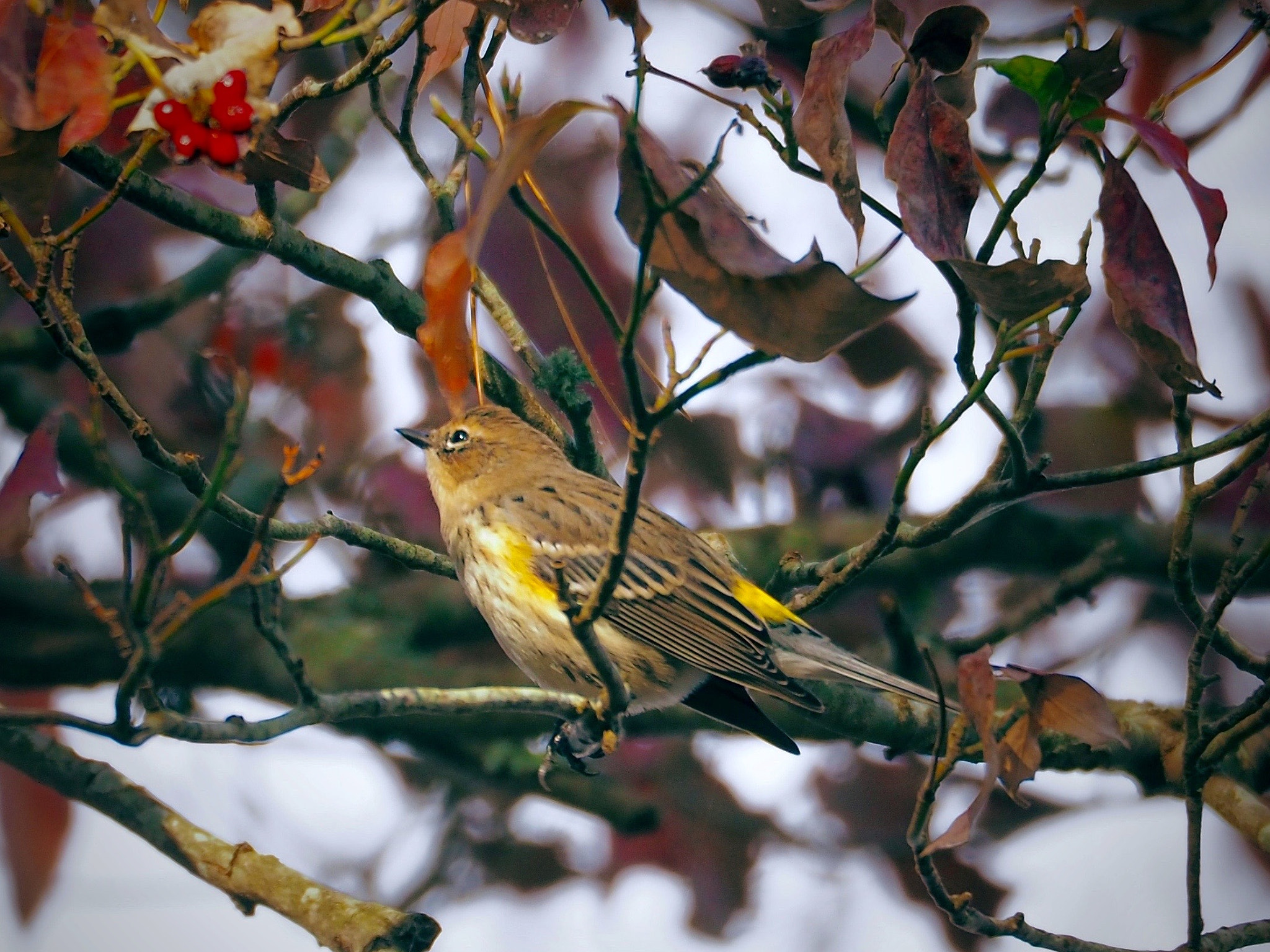 Olympus OM-D E-M5 II sample photo. Yellow-rumped warbler photography