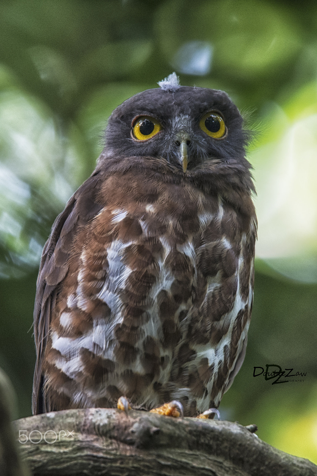 Nikon D4 sample photo. Brown hawk owl photography