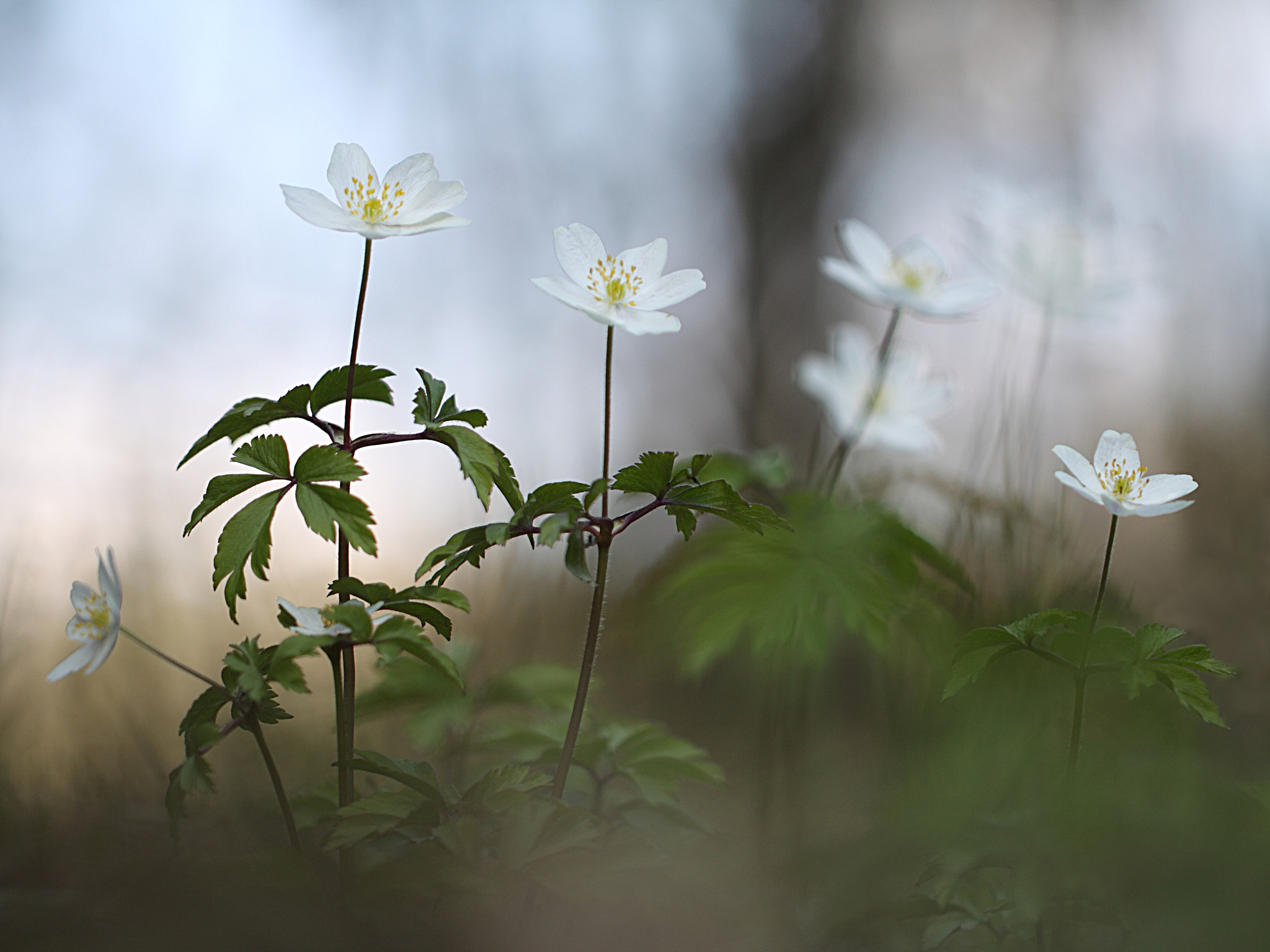 Canon EF 100mm F2.8L Macro IS USM sample photo. Anemones season photography
