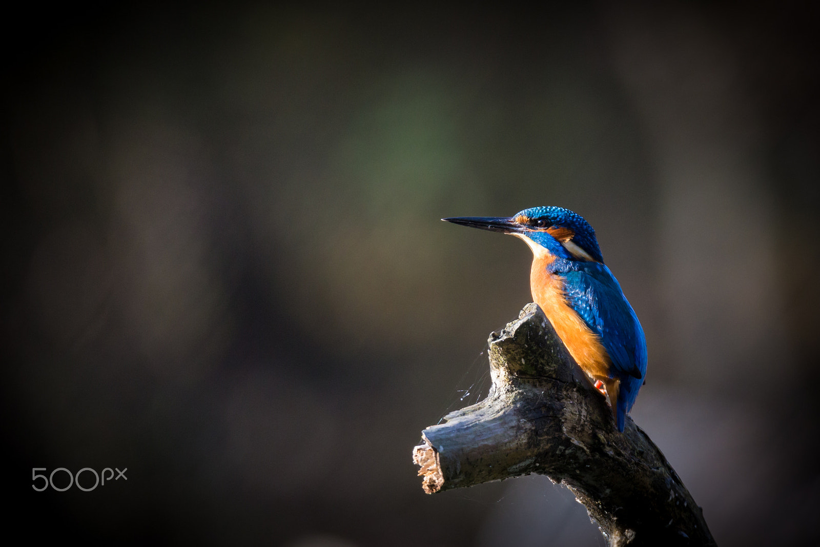 150-600mm F5-6.3 DG OS HSM | Sports 014 sample photo. Kingfisher enjoying sunlight photography
