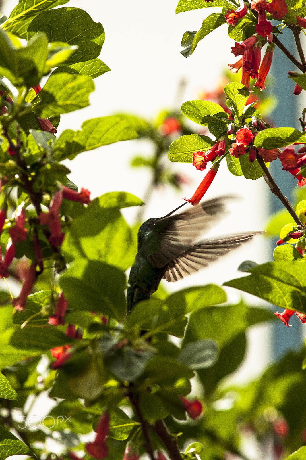 Canon EOS 50D + Canon EF 300mm F4L IS USM sample photo. Instante preciso photography