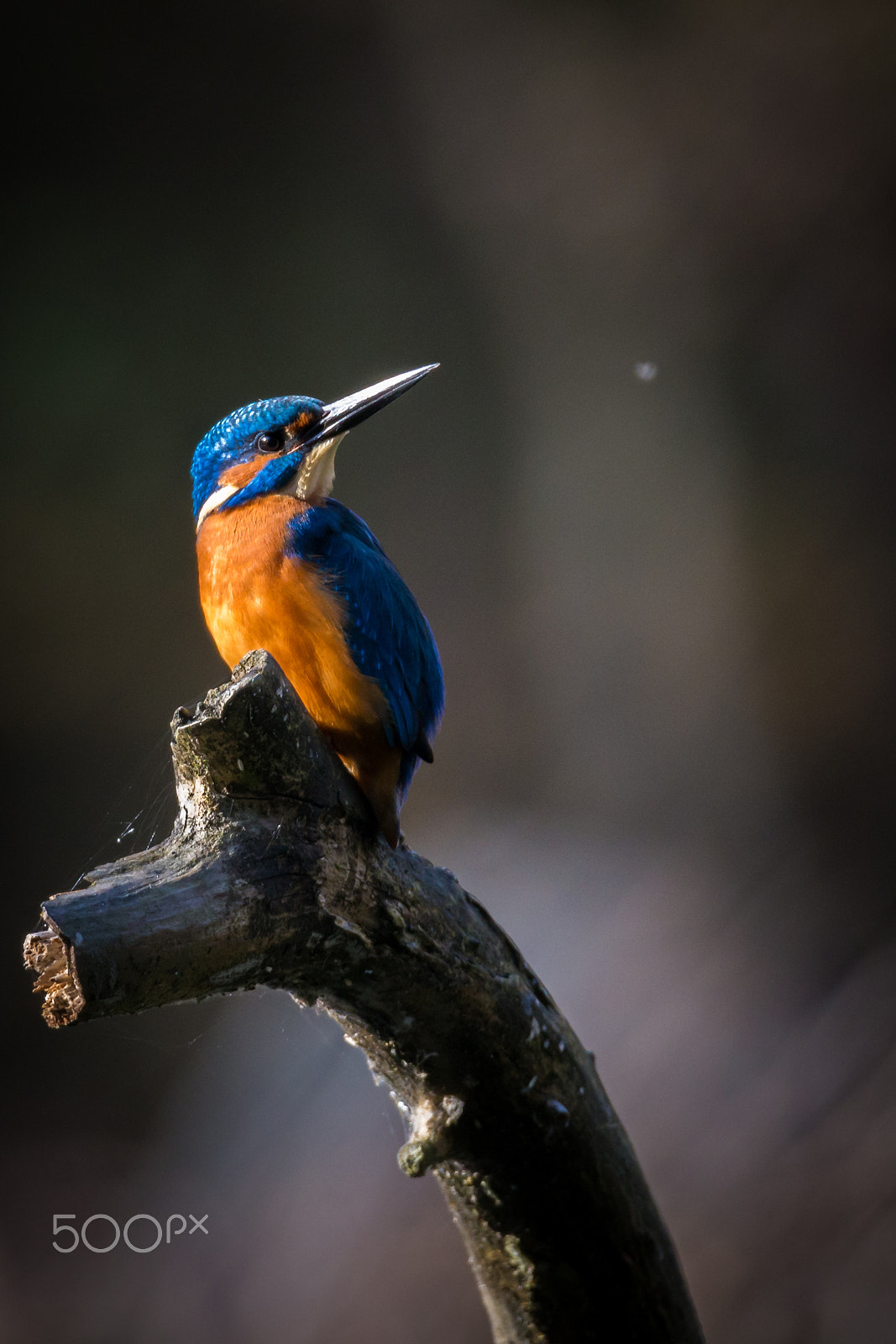 150-600mm F5-6.3 DG OS HSM | Sports 014 sample photo. Kingfisher enjoying sunlight photography