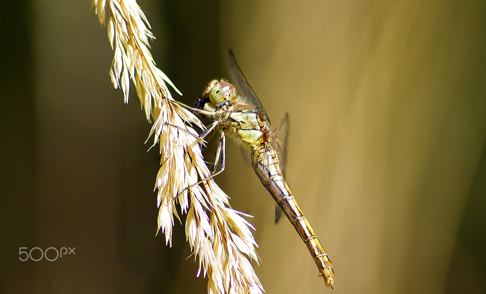 Pentax K-5 sample photo. Sympetrum vulgatum photography