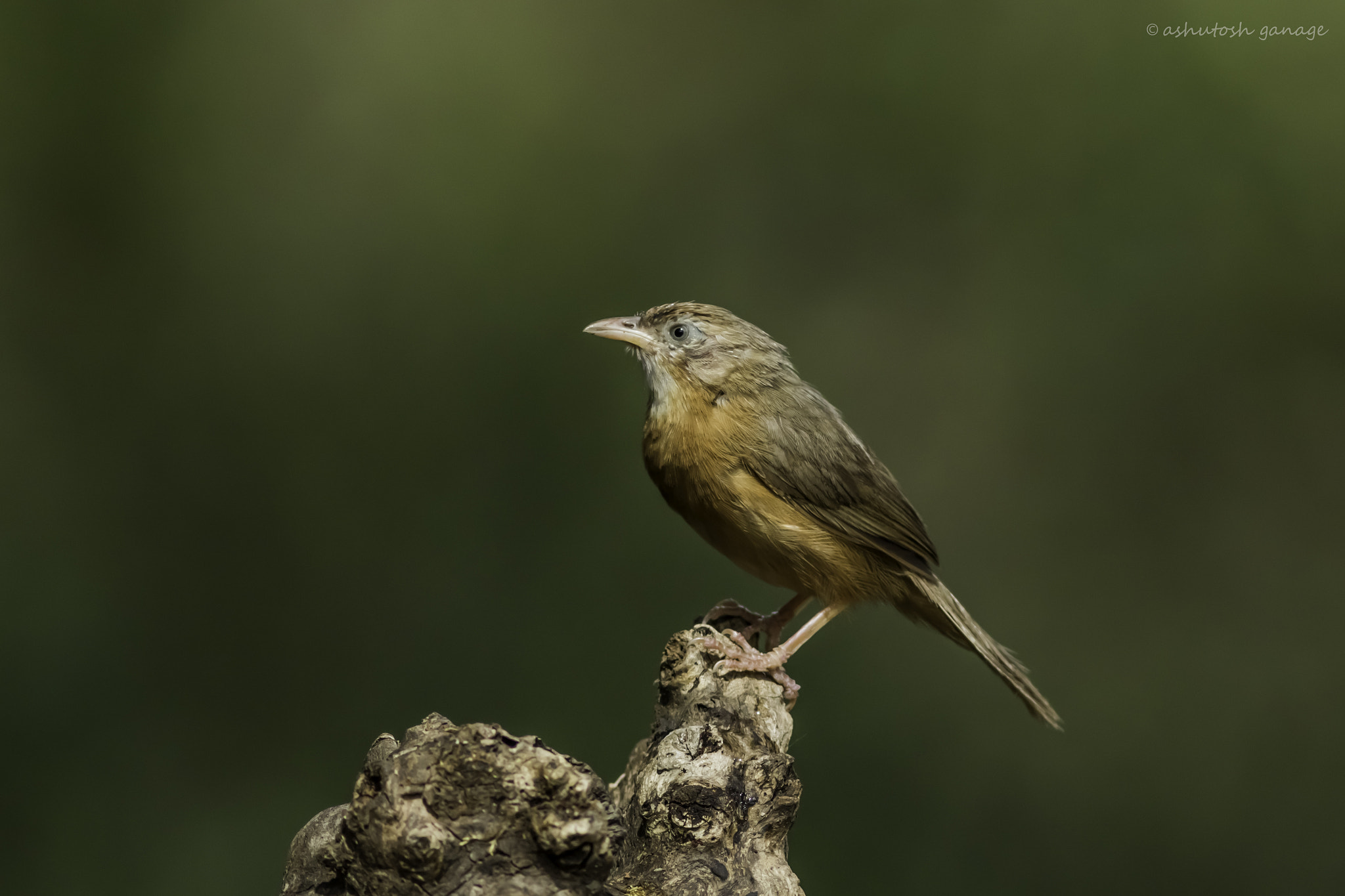 Canon EOS 7D Mark II sample photo. Tawny-bellied babbler photography
