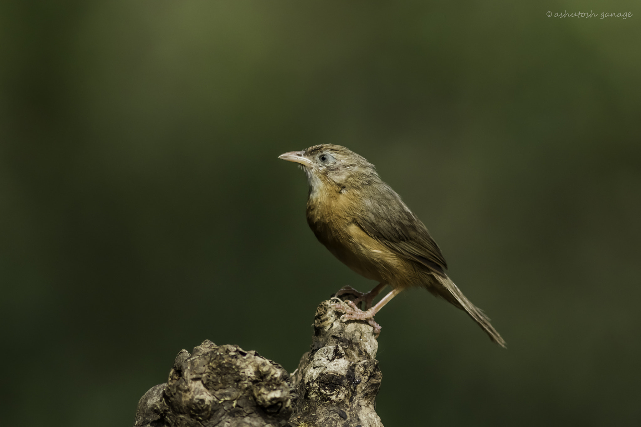 Canon EF 300mm F4L IS USM sample photo. Tawny-bellied babbler photography