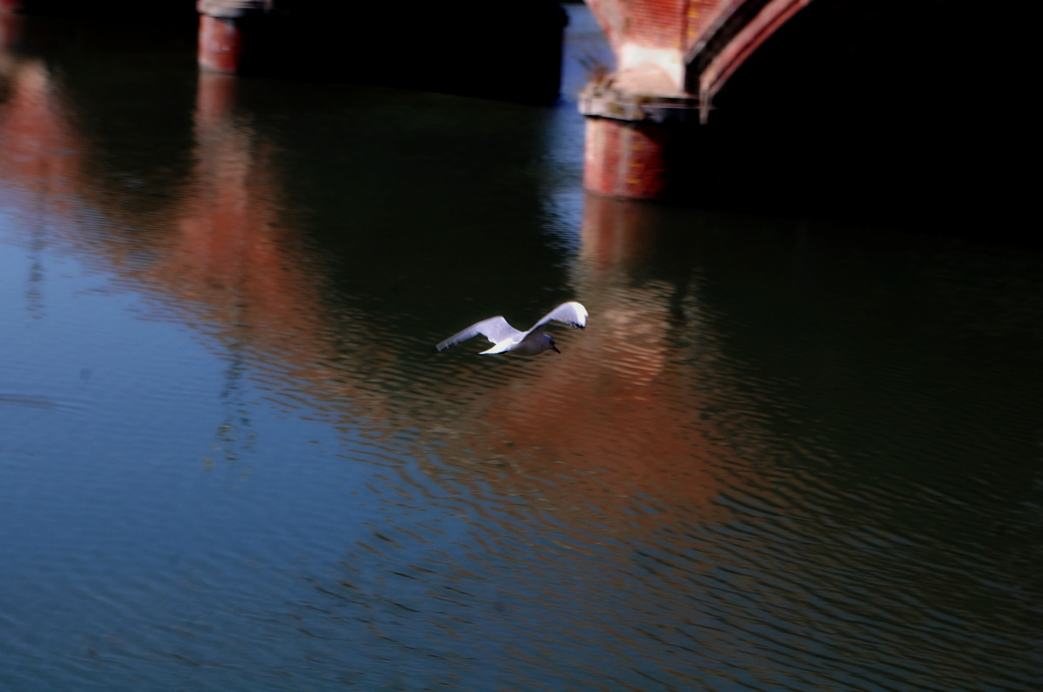 Nikon D40 sample photo. Hovers over the waters photography