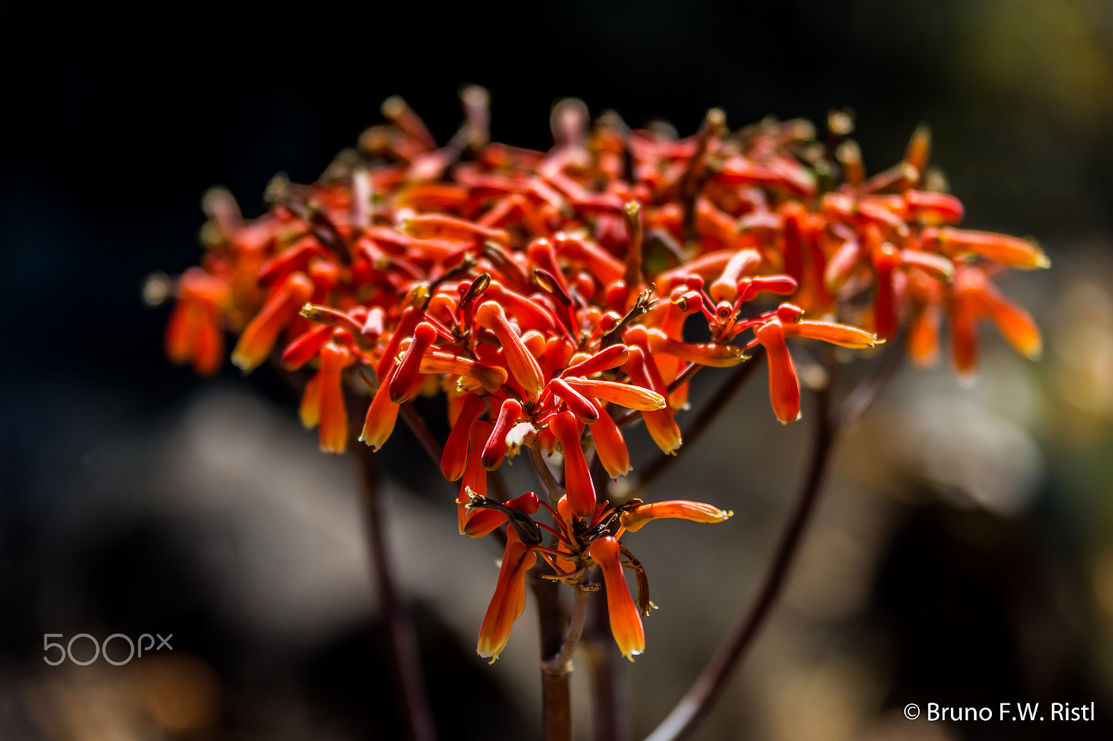 Canon EF 28-300mm F3.5-5.6L IS USM sample photo. Agave bloom photography