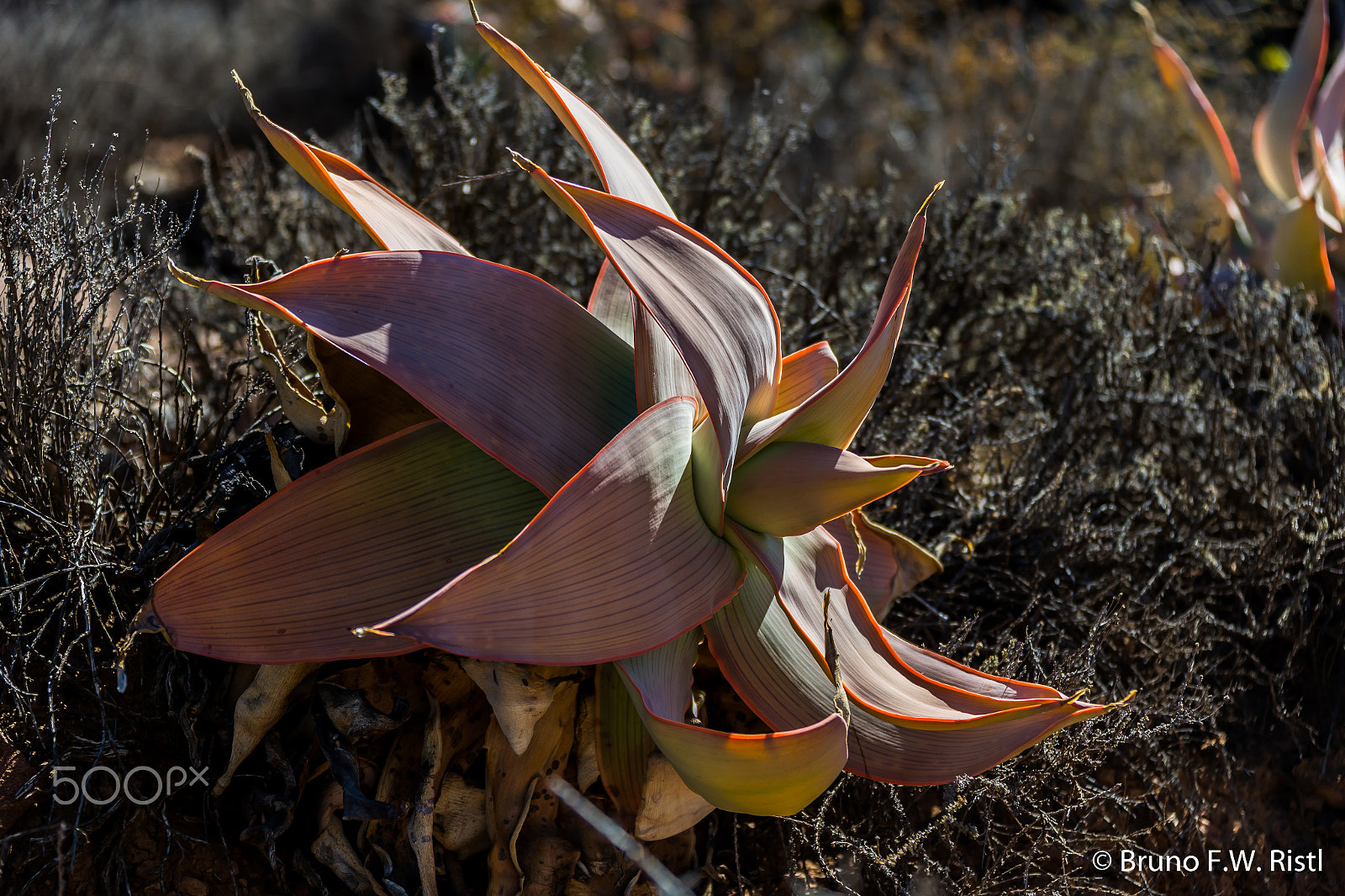 Canon EF 28-300mm F3.5-5.6L IS USM sample photo. Agave photography
