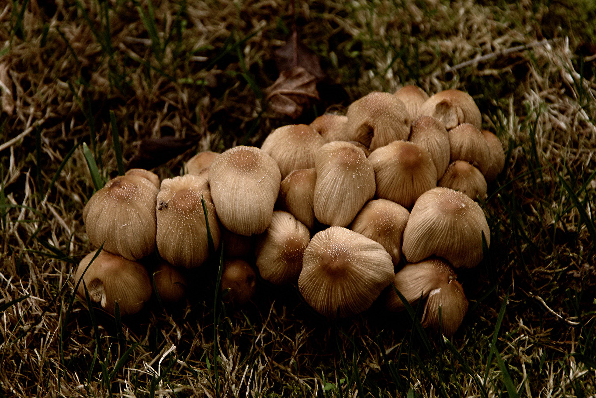 Sigma 18-200mm f/3.5-6.3 DC OS sample photo. Nature morte photography