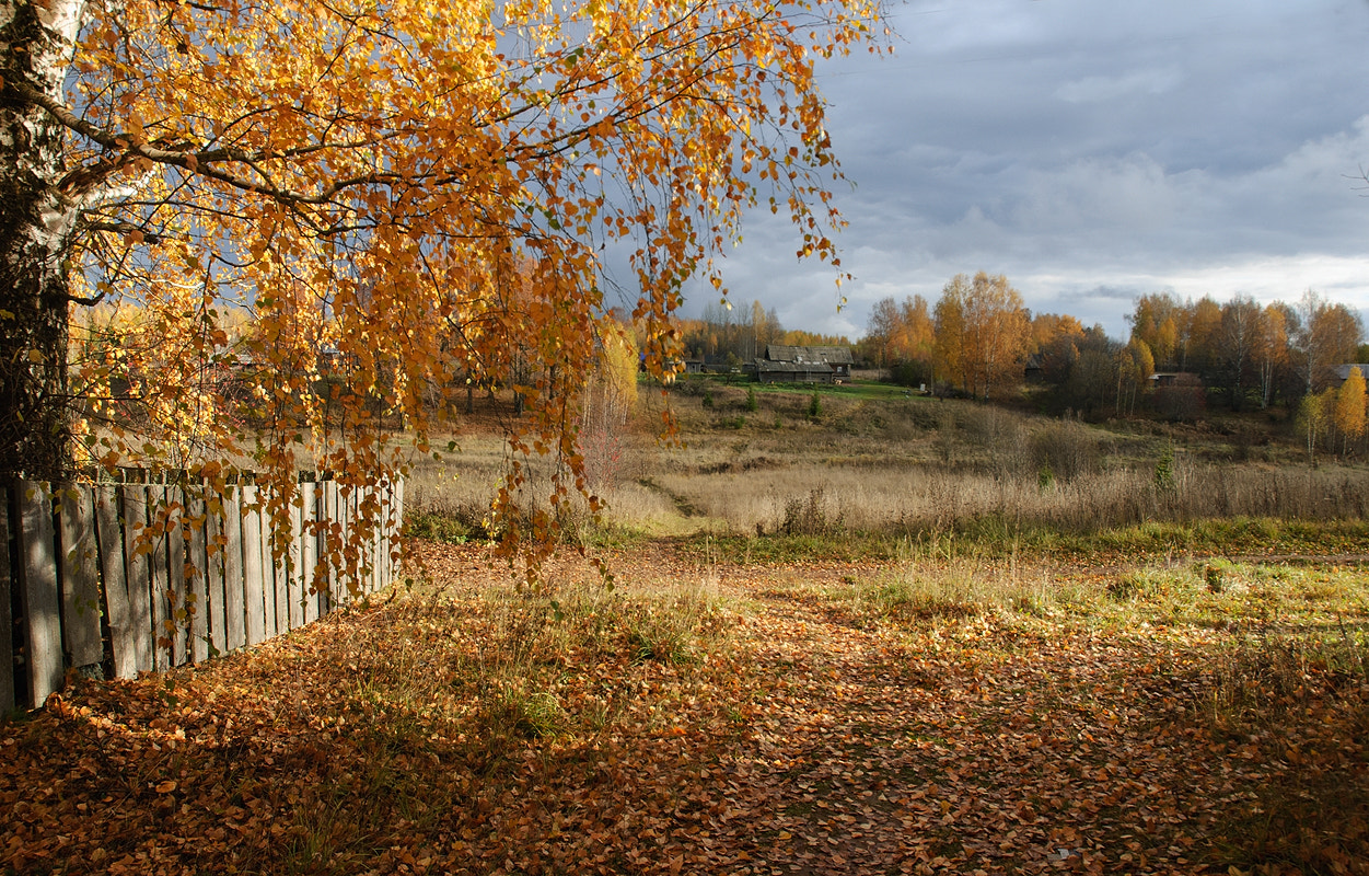 Nikon D60 sample photo. Golden fall. photography