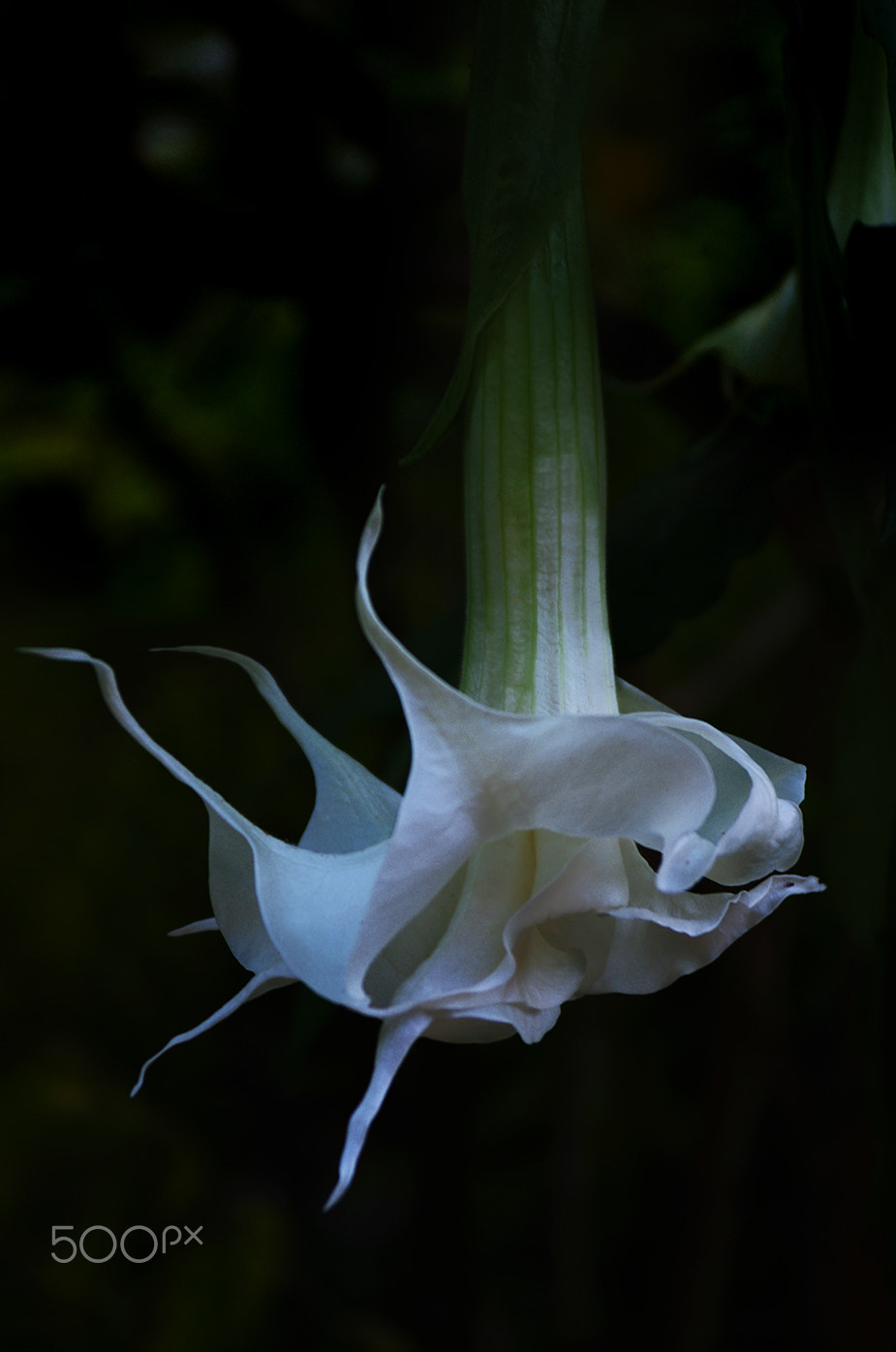 Pentax K-5 + Pentax smc DA 17-70mm F4.0 AL (IF) SDM sample photo. Brugmansia candida photography